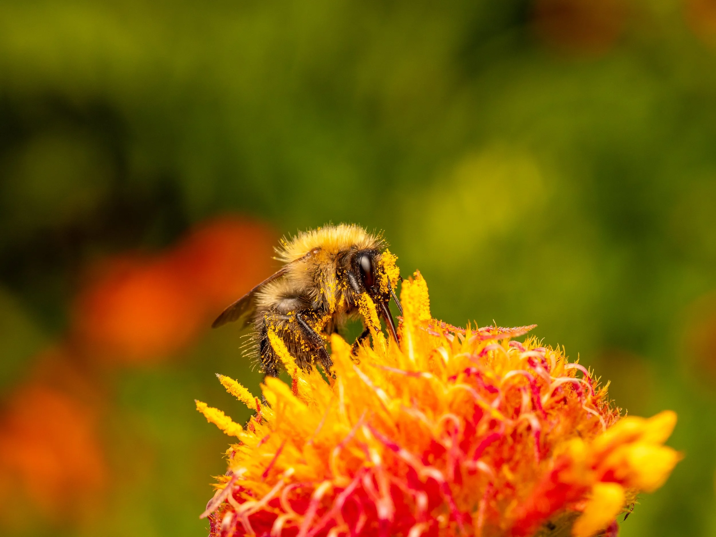 BeePollen.jpg