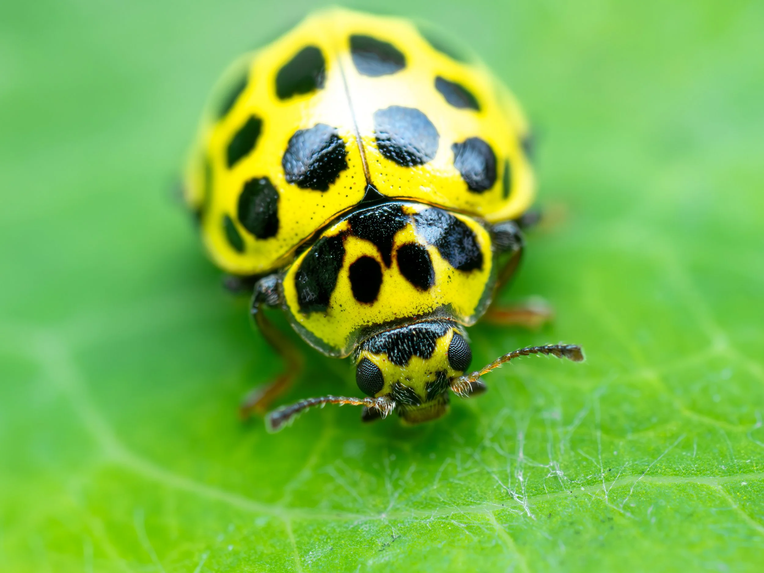 22 Spot Ladybird1.jpg