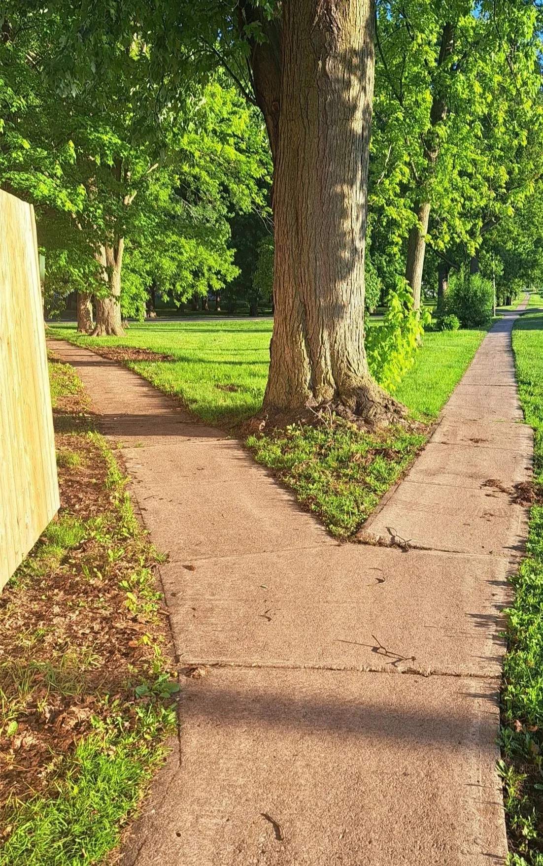 Sidewalk splitting into two paths around large tree in a grassy park, with a wooden fence on the left and green trees and grass on both sides.