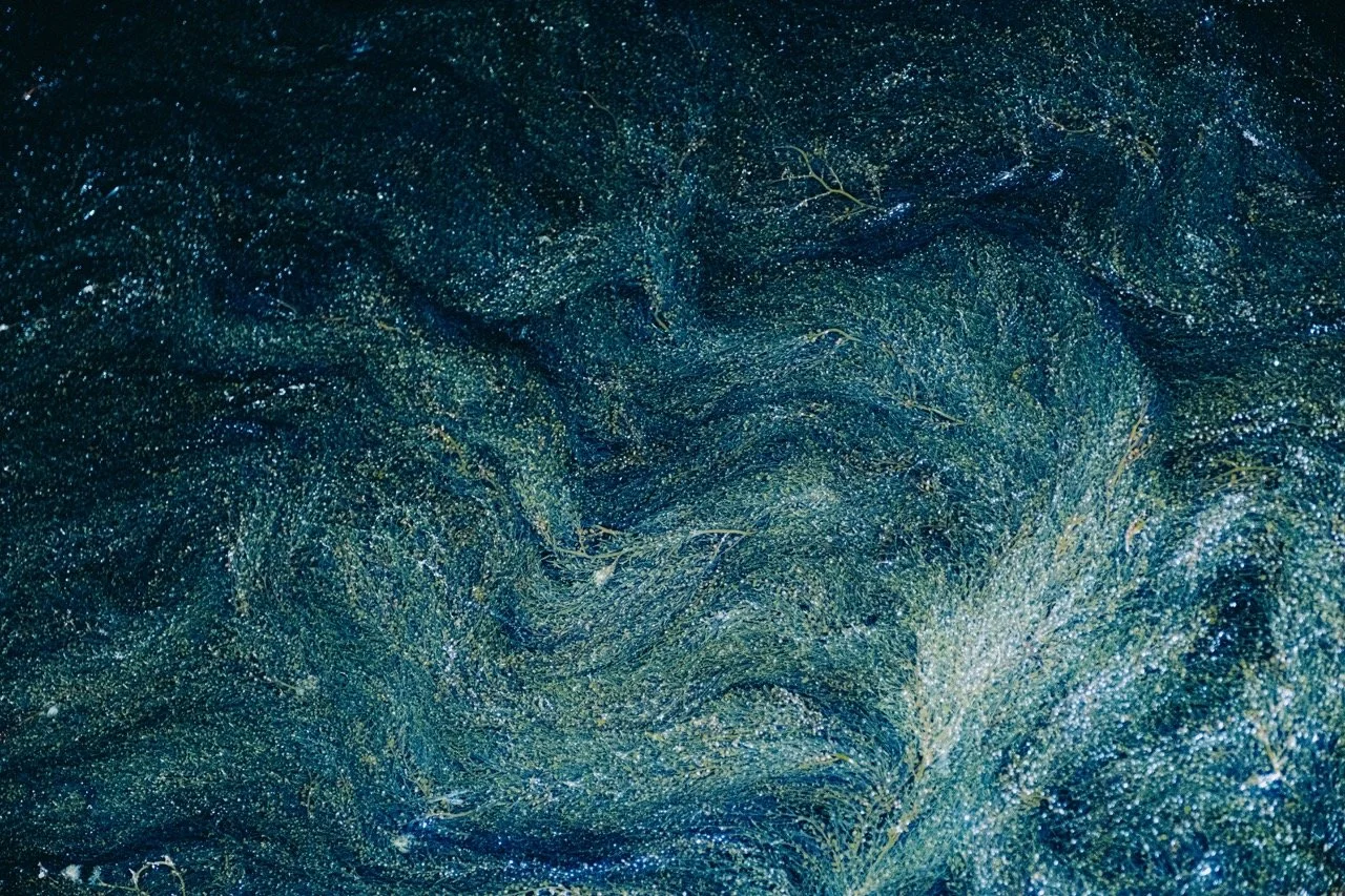 _DSF0996 copie - Grande.jpeg