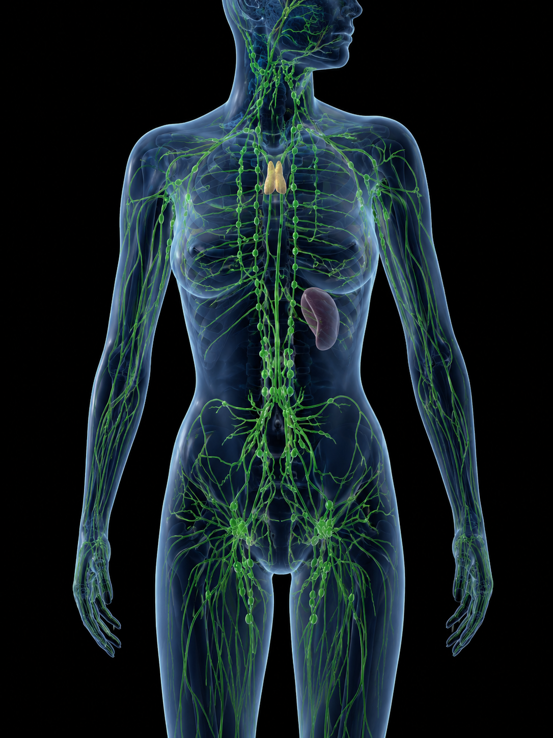 Manual Lymphatic Drainage vs. "Lymphatic Massage": What's the Difference?