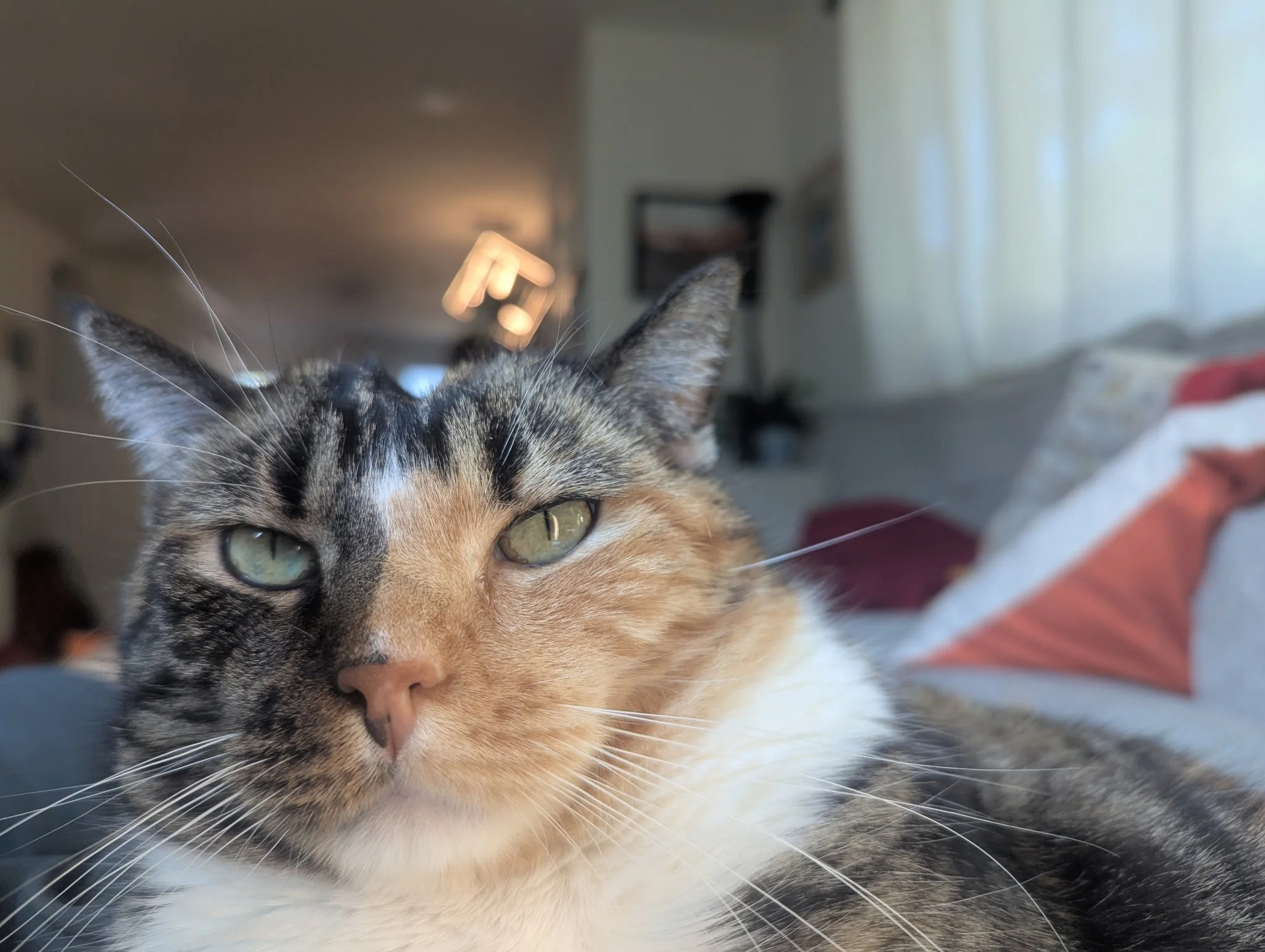 Close-up of a calico cat with green eyes, lying on a bed in a cozy living room with sunlight streaming in.