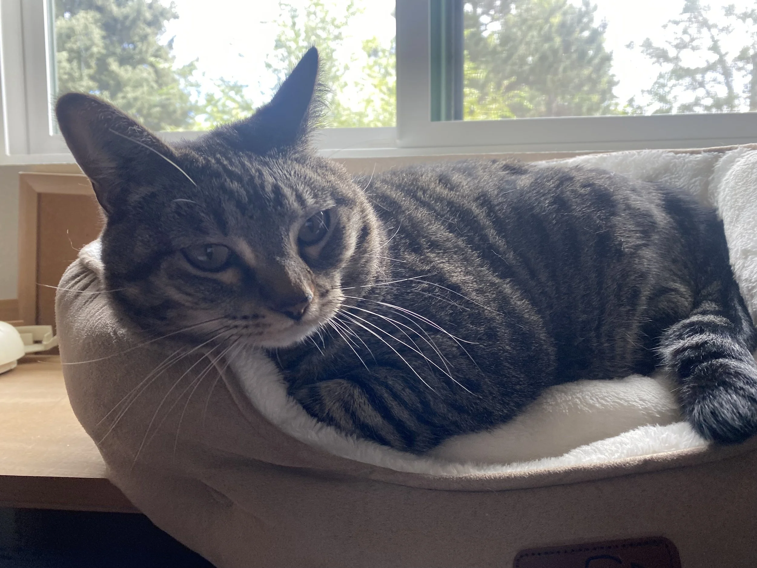 A tabby cat lying on a cozy bed by a window with green trees outside.