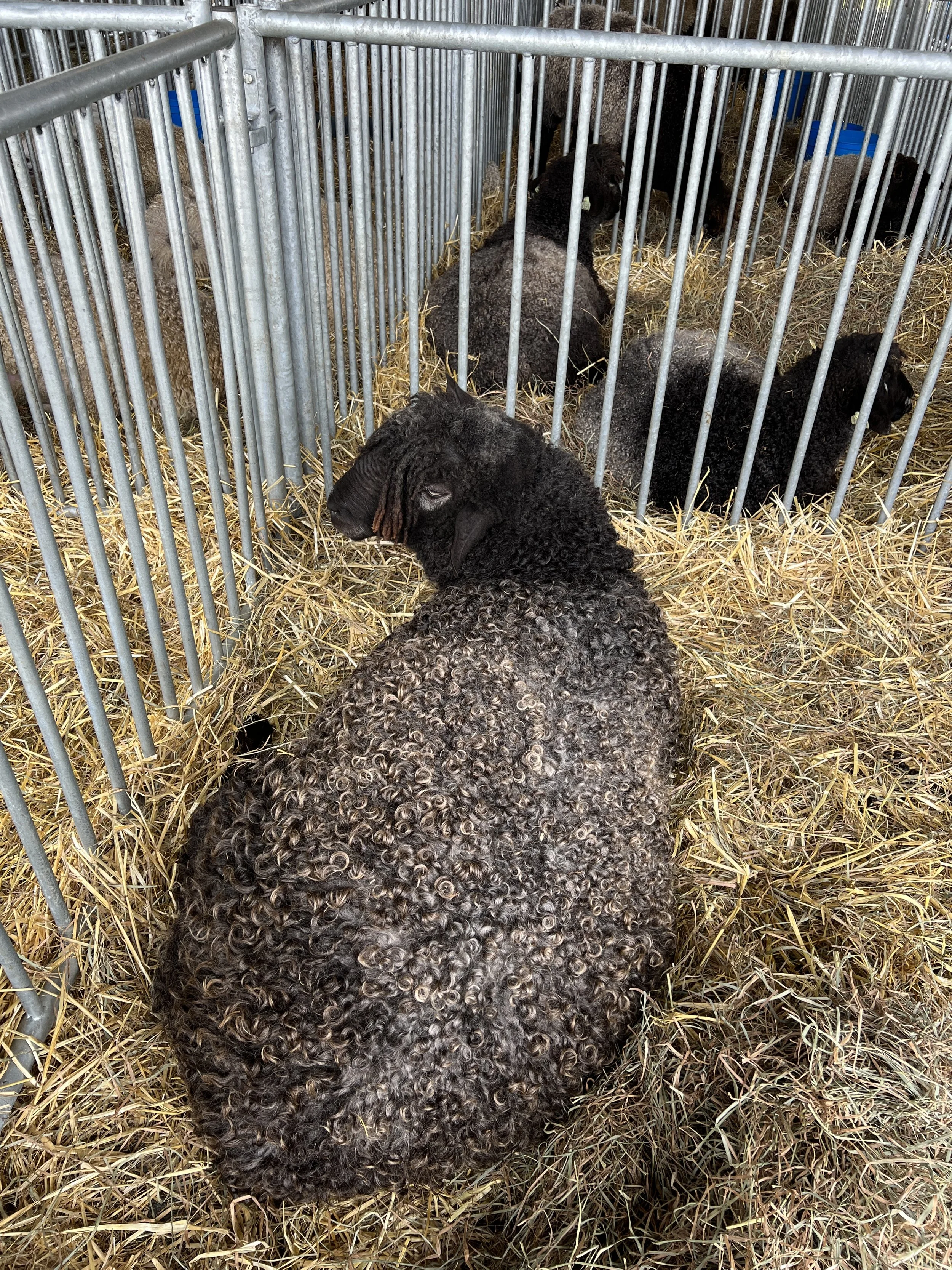 New Jersey  31st Annual Sheep and Fiber  Festival 