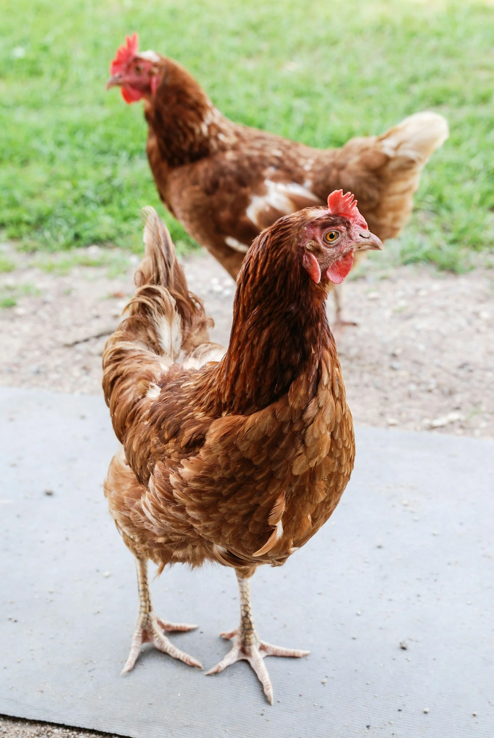 Two red hens standing outdoors on a gray surface with grass in the background.