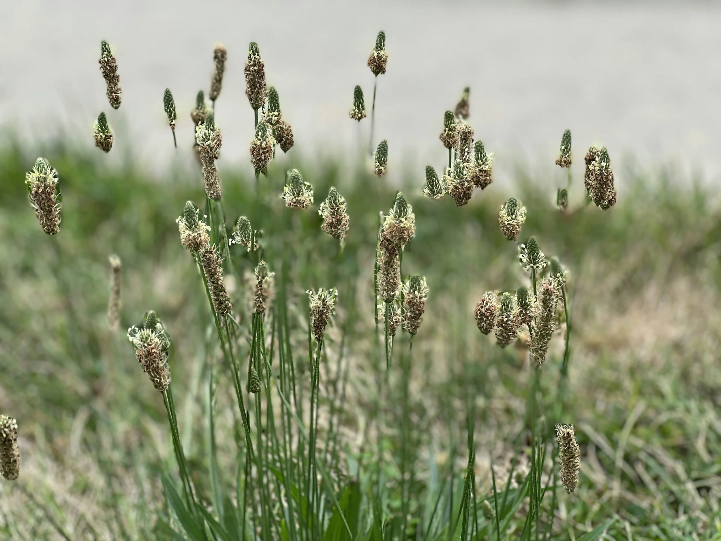 Close-up of green grass with tall grass seed heads in a natural setting.