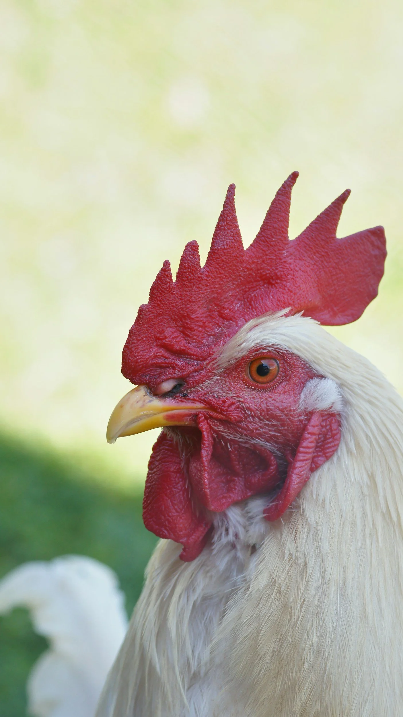 A close-up of a white chicken's head with a red comb and wattles, and orange eye, against a blurred green background.