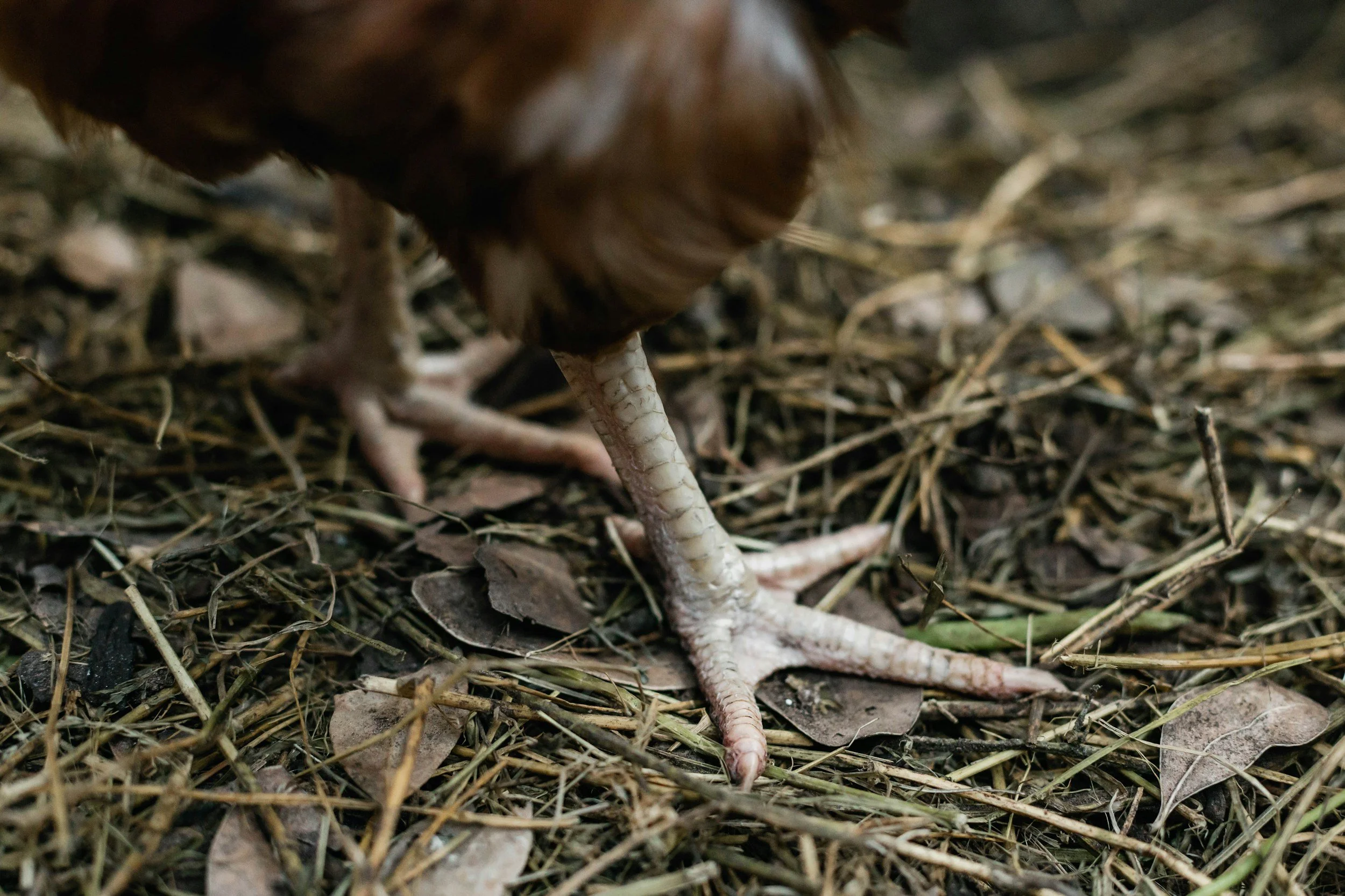 Close-up of a bird's foot with three toes on a bed of dry leaves and twigs.
