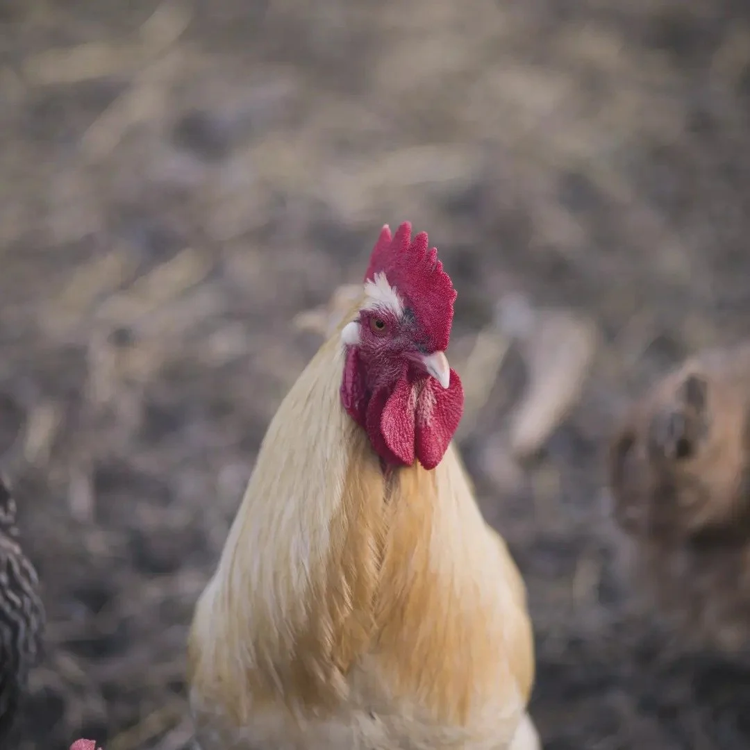 A close-up of a chicken with a red comb and wattles, standing outdoors on a dirt surface.