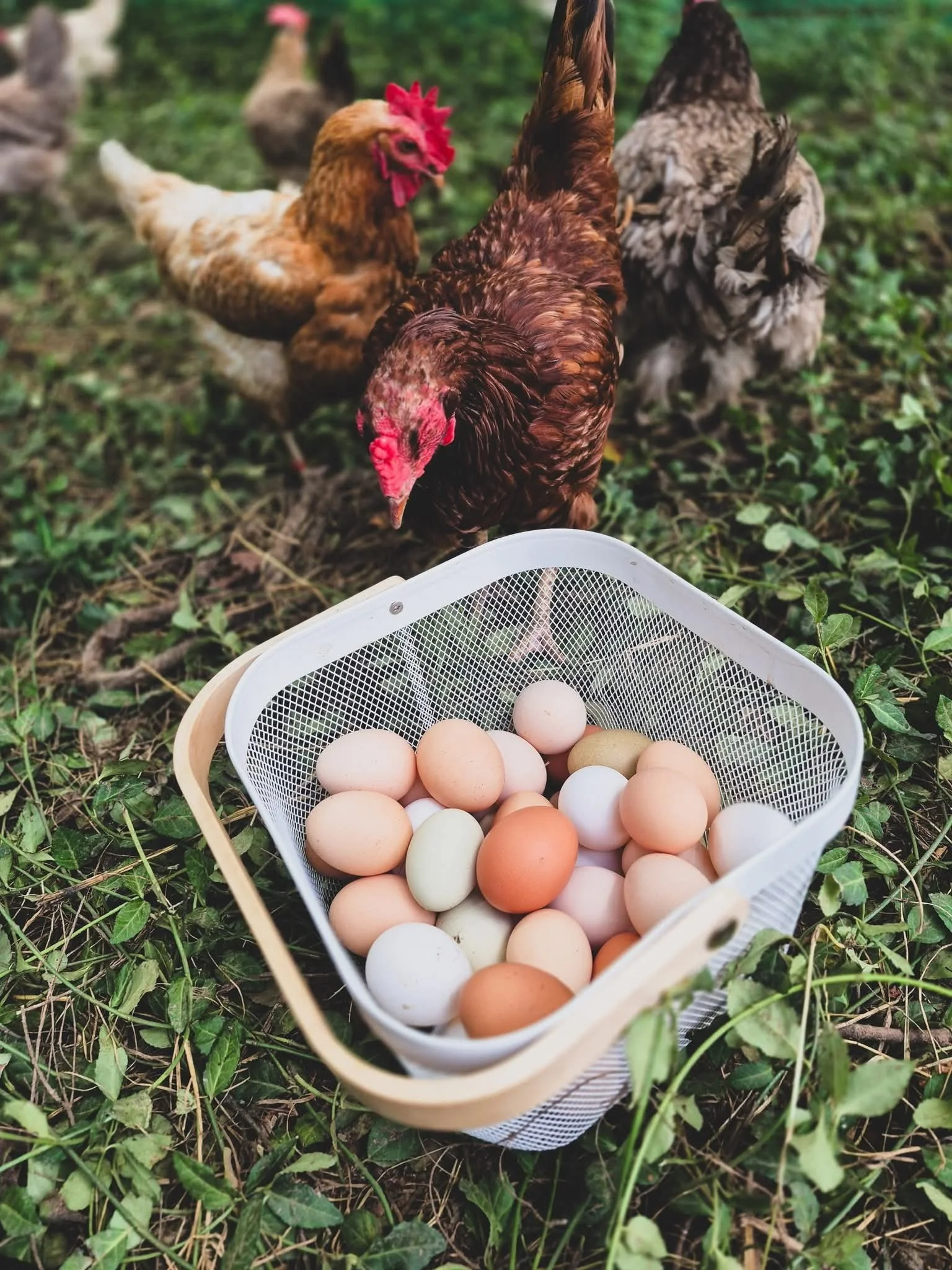 A group of chickens gathered around a basket of eggs on the ground outdoors.