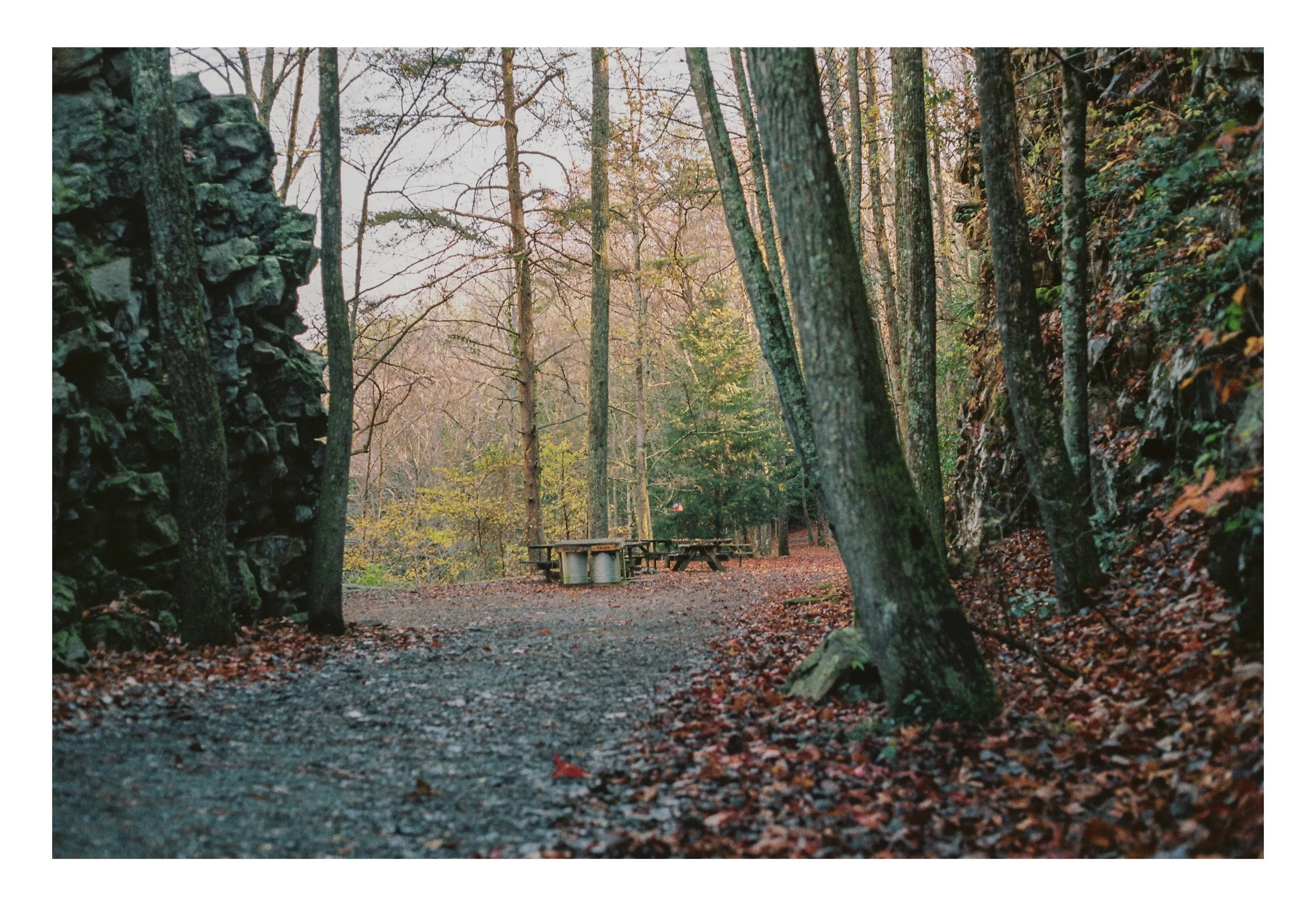 into-the-woods_50680027252_o.jpg