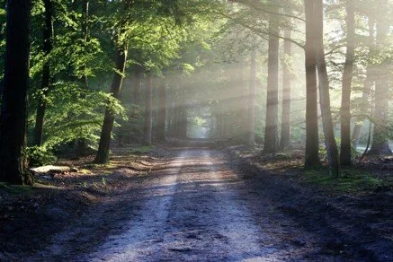 Dirt road through a sunlit forest with tall trees and green foliage.