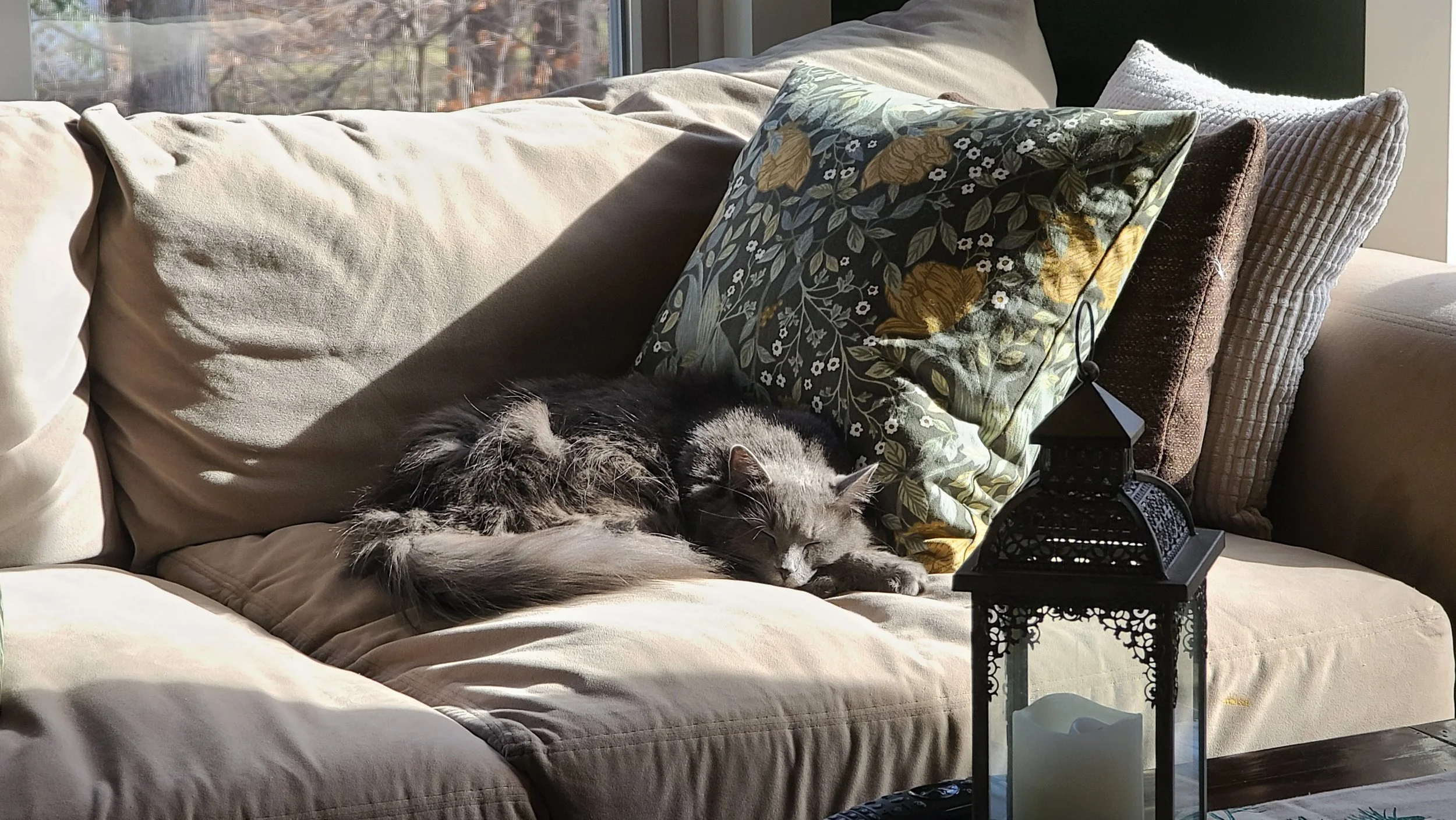 A gray and black cat is sleeping on a beige couch with multiple pillows, including a floral-patterned pillow, near a window with sunlight streaming in. There is a decorative lantern with a candle in front of the couch.