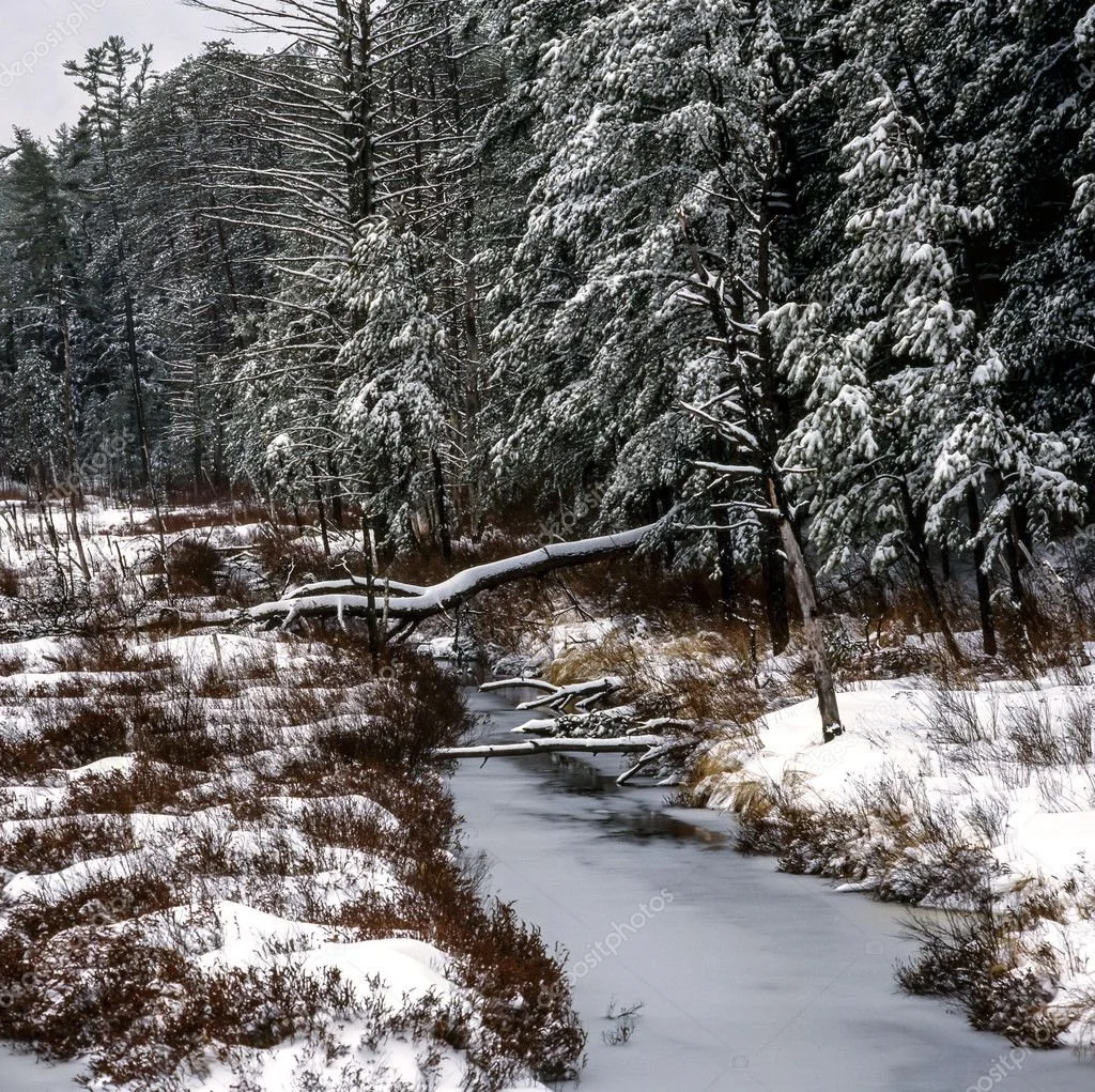 A snowy winter landscape with a small frozen stream, snow-covered trees, and brown shrubs along the banks.
