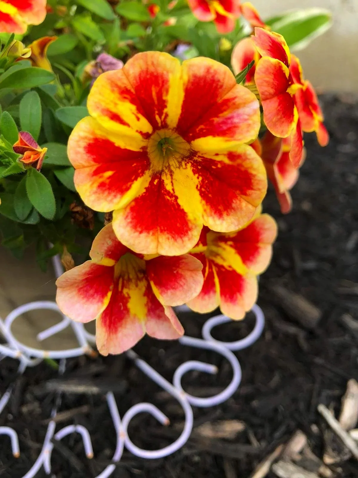 Close-up of a colorful flower with yellow and red petals, growing in a garden with dark soil and green leaves.
