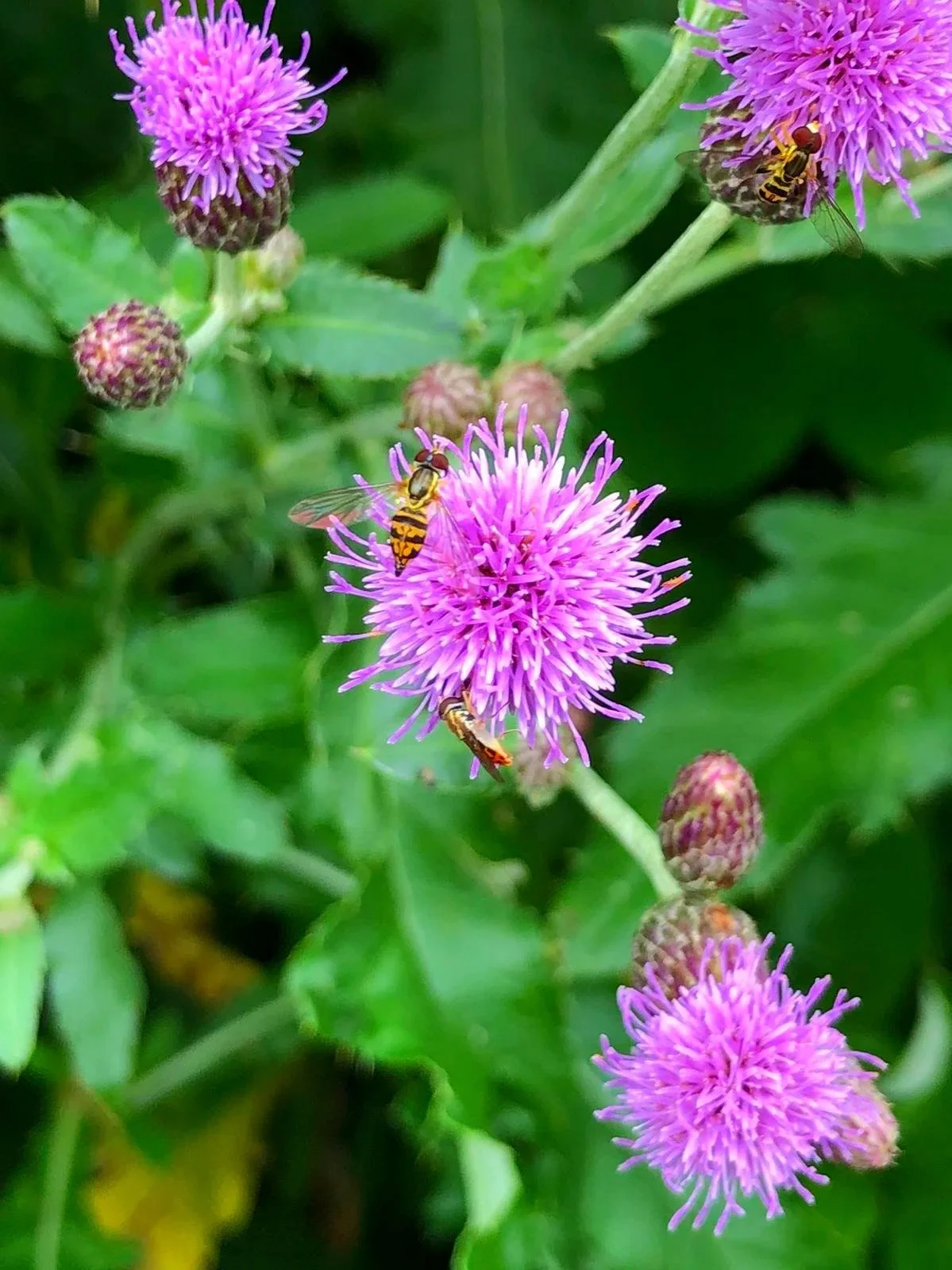 Close-up of purple thistle flowers with bees and wasps collecting nectar in a green garden.