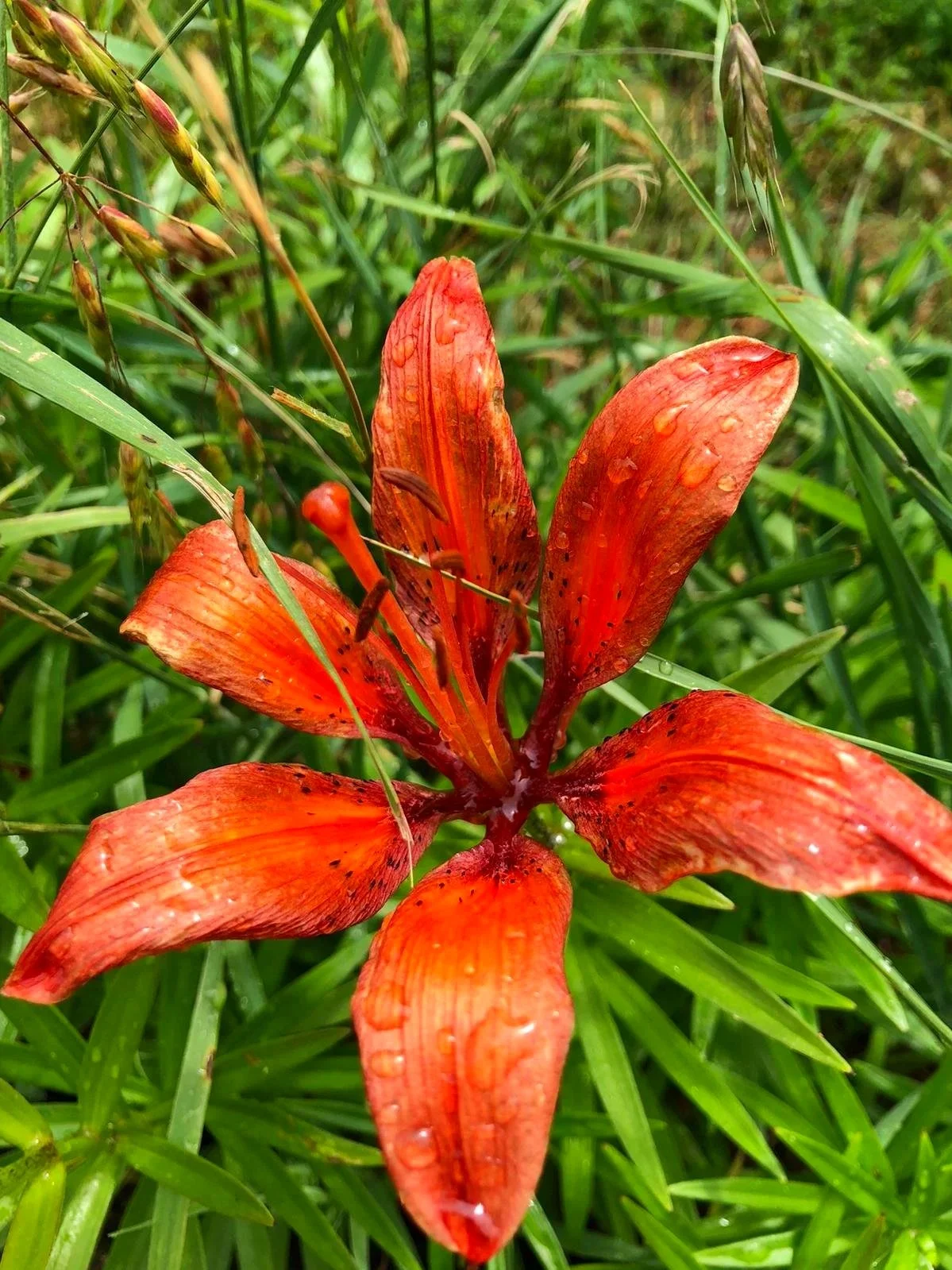 Close-up of an orange lily flower with water droplets on its petals, surrounded by green grass and foliage.
