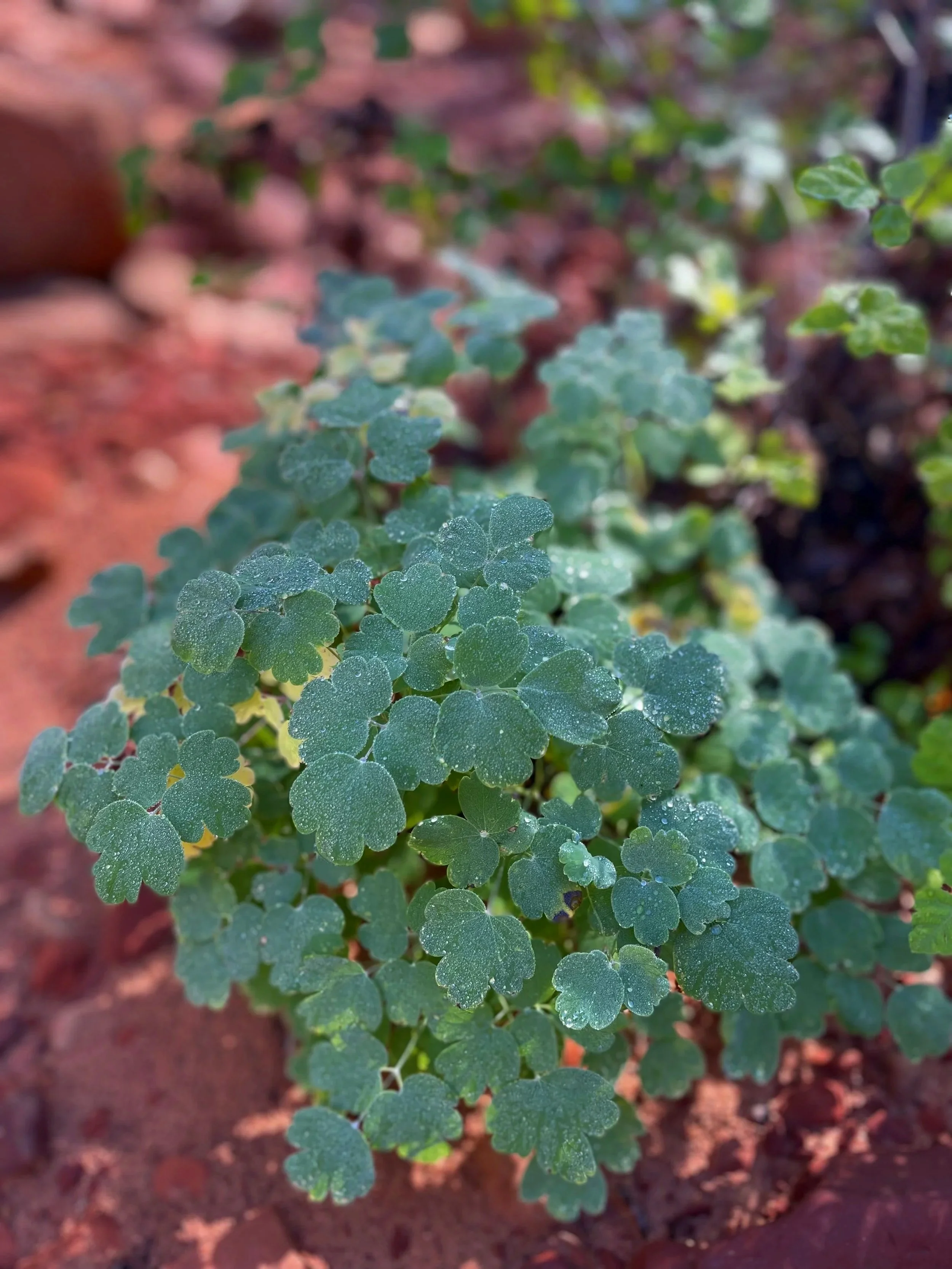 Close-up of a green, three-lobed plant with small leaves, appearing to grow among rocks and soil.