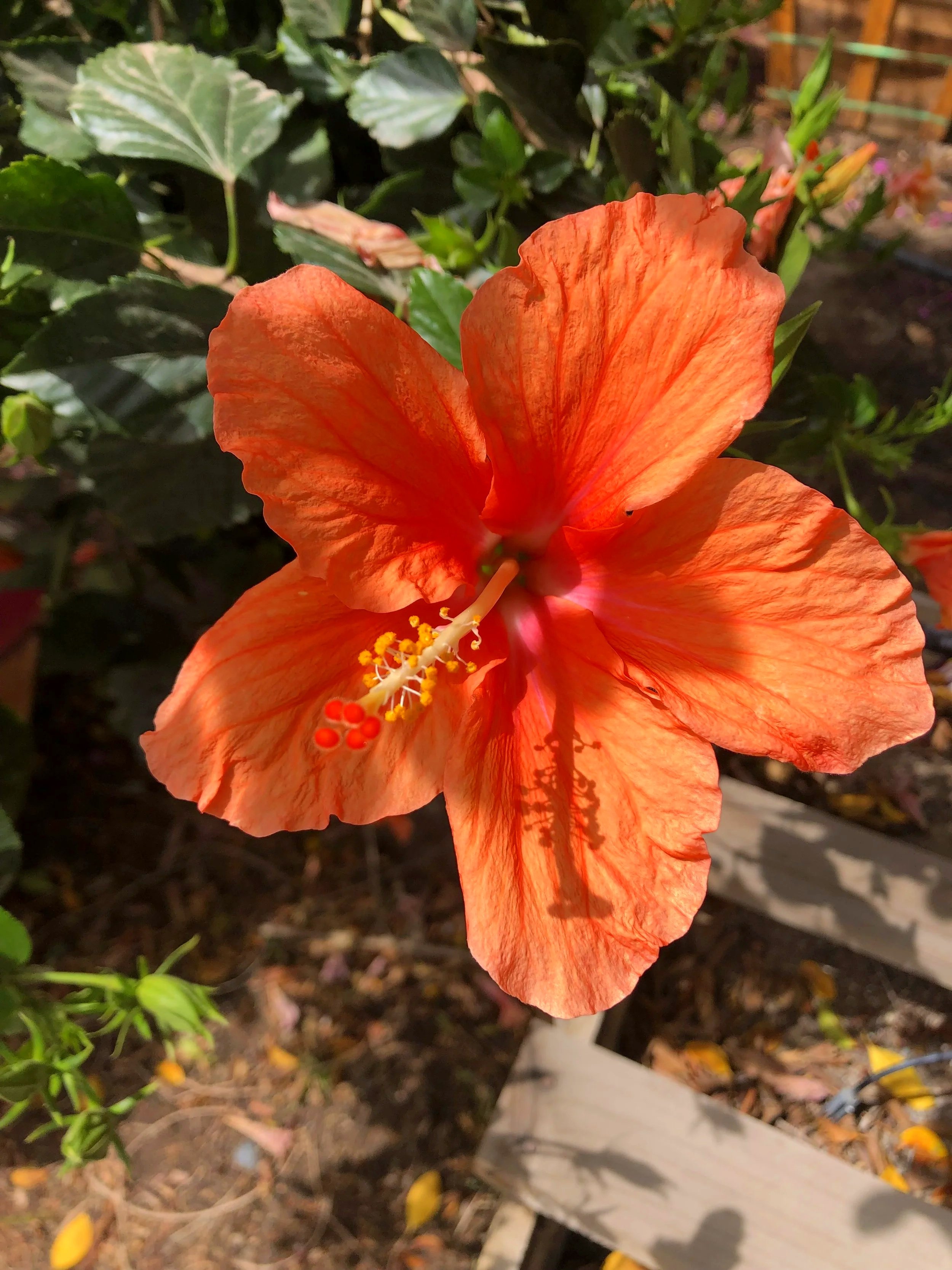 A bright orange hibiscus flower with large petals and a prominent stamen, set against green foliage.