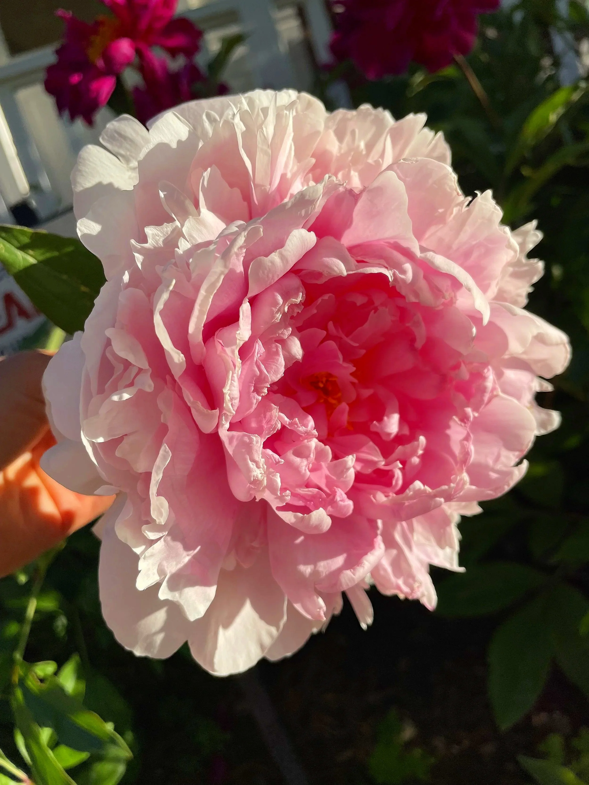 Close-up of a large, light pink peony flower in full bloom, with ruffled petals and yellow-orange stamens in the center, sunlight illuminating the petals, with some darker green leaves in the background.