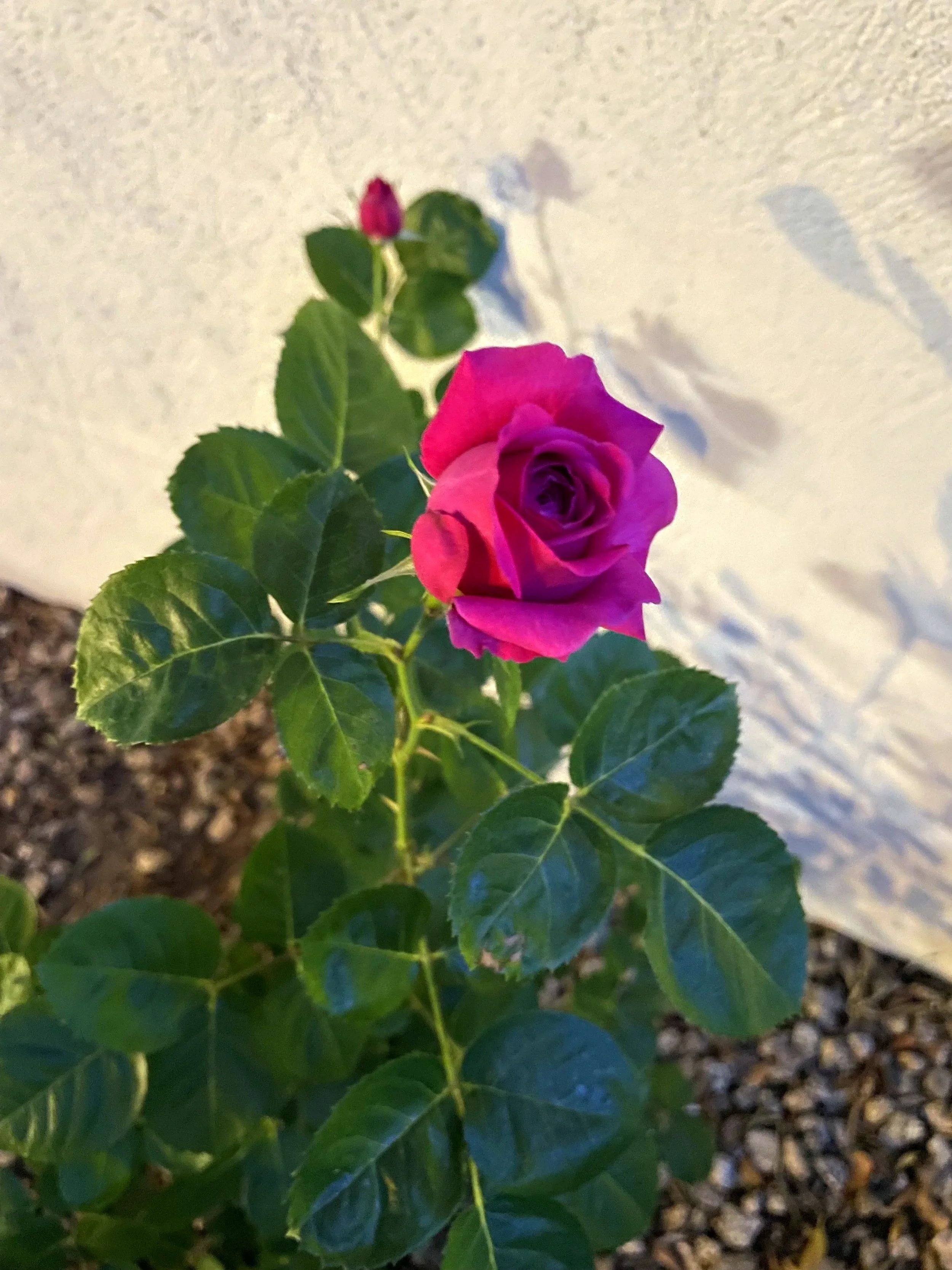 A pink and purple rose in bloom with green leaves, growing next to a white wall, surrounded by small gravel.