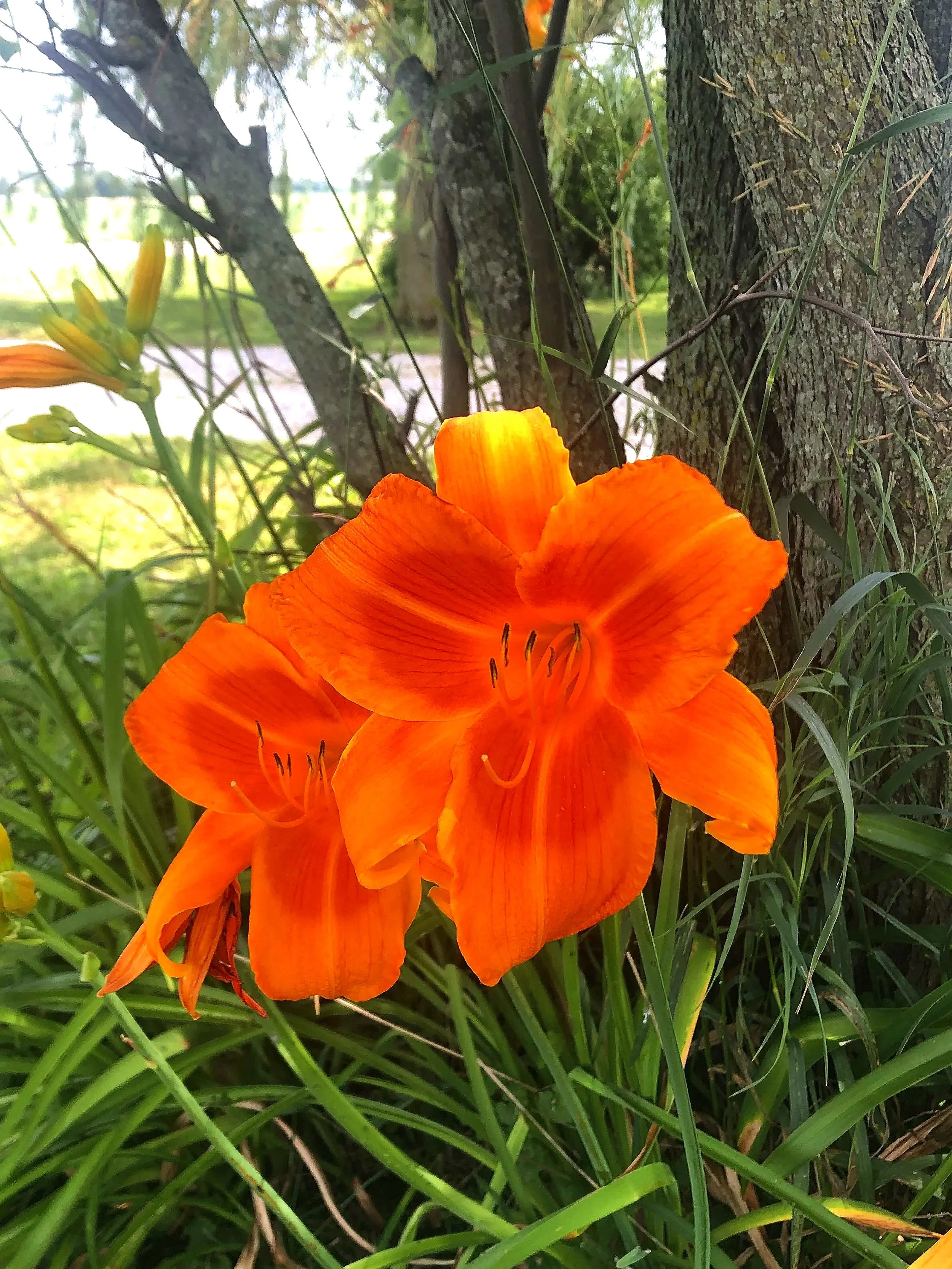 Close-up of bright orange daylily flowers blooming near a tree trunk in a garden or natural setting.