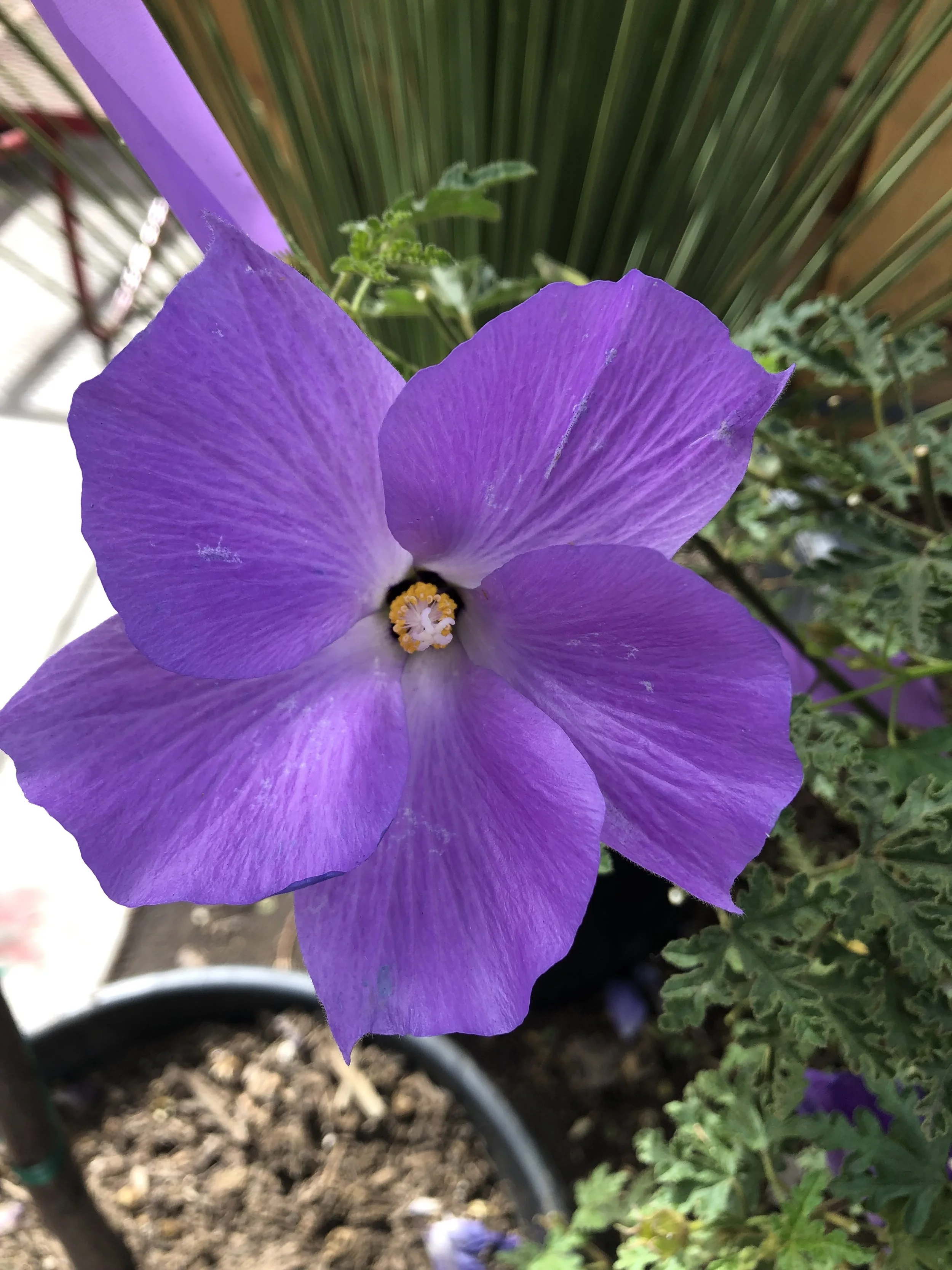 Close-up of a purple flower with yellow and white center, surrounded by green leaves, in a garden pot.
