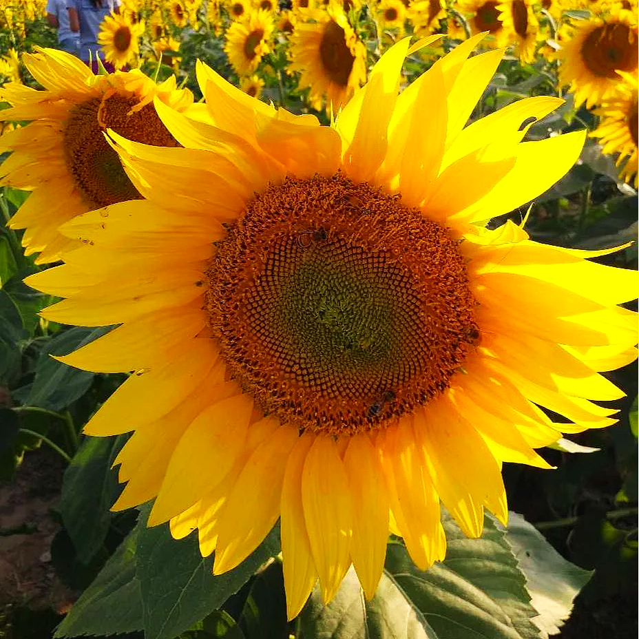 A large sunflower in a sunflower field with bright yellow petals and a brown textured center, sunlight illuminating the flower.