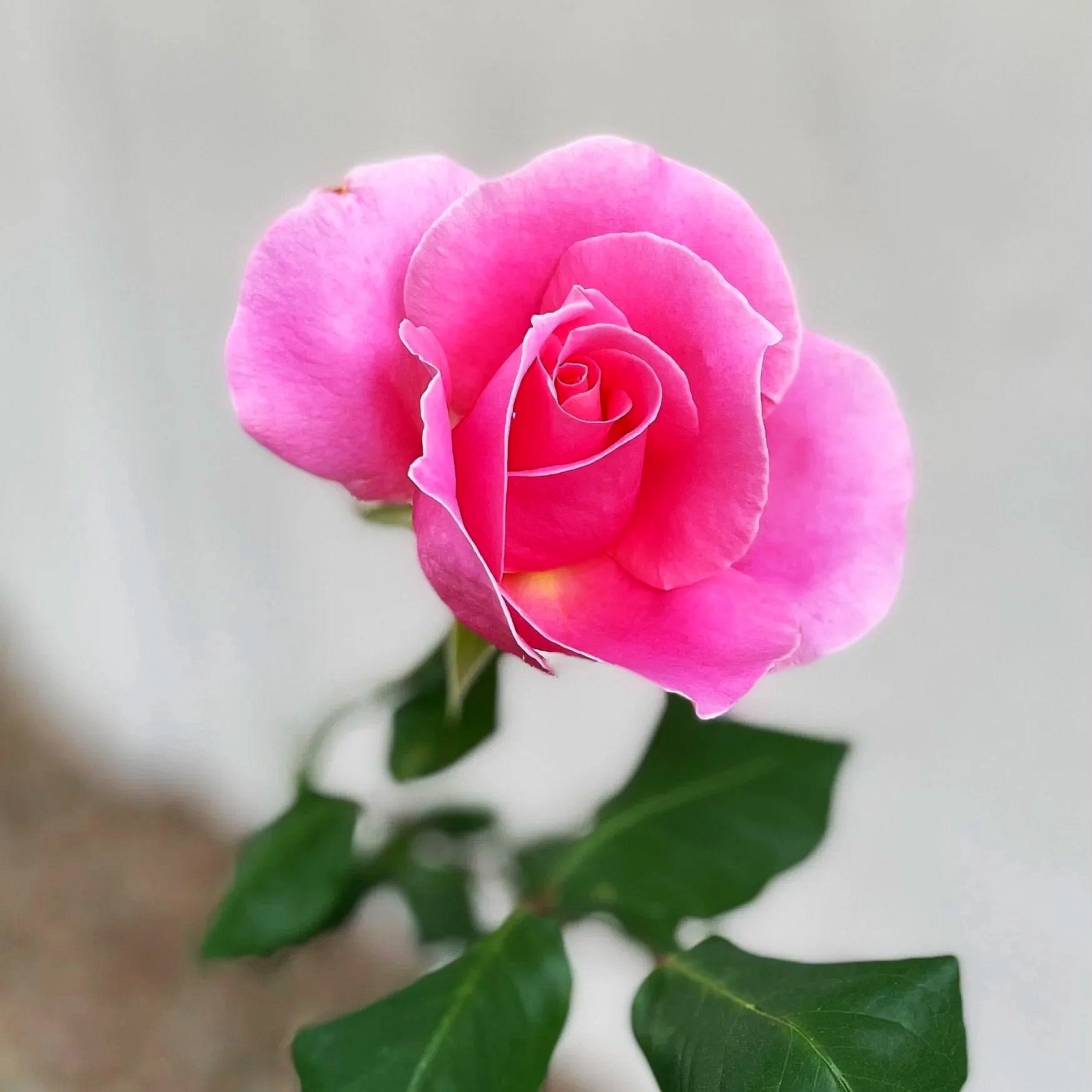 A close-up photo of a pink rose with green leaves against a neutral background.