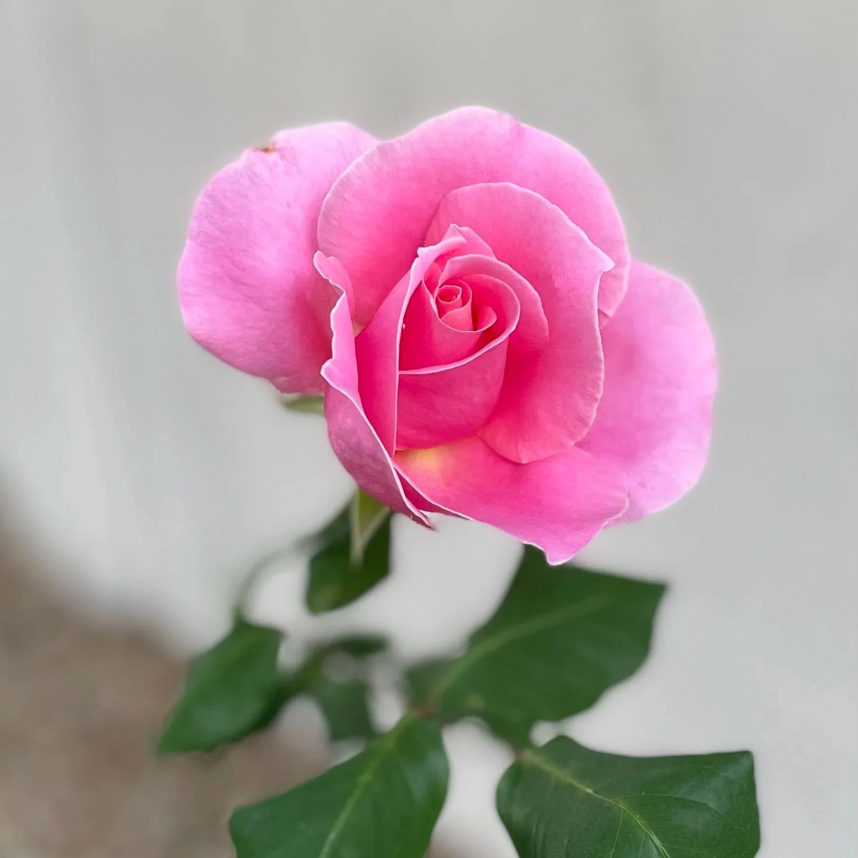 A close-up photo of a pink rose with green leaves against a neutral background.