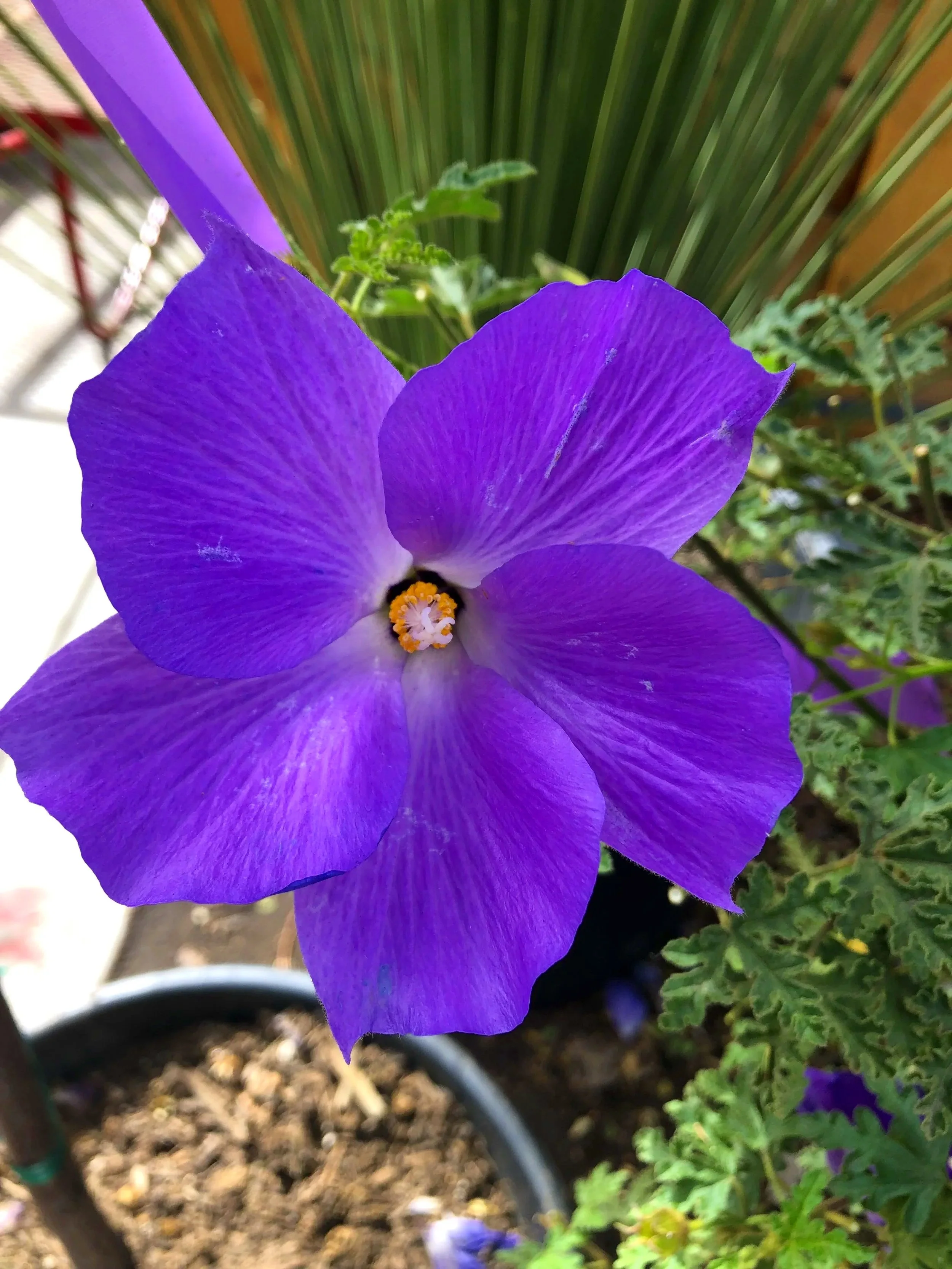 Close-up of a purple flower with yellow and white center, surrounded by green leaves, in a garden pot.