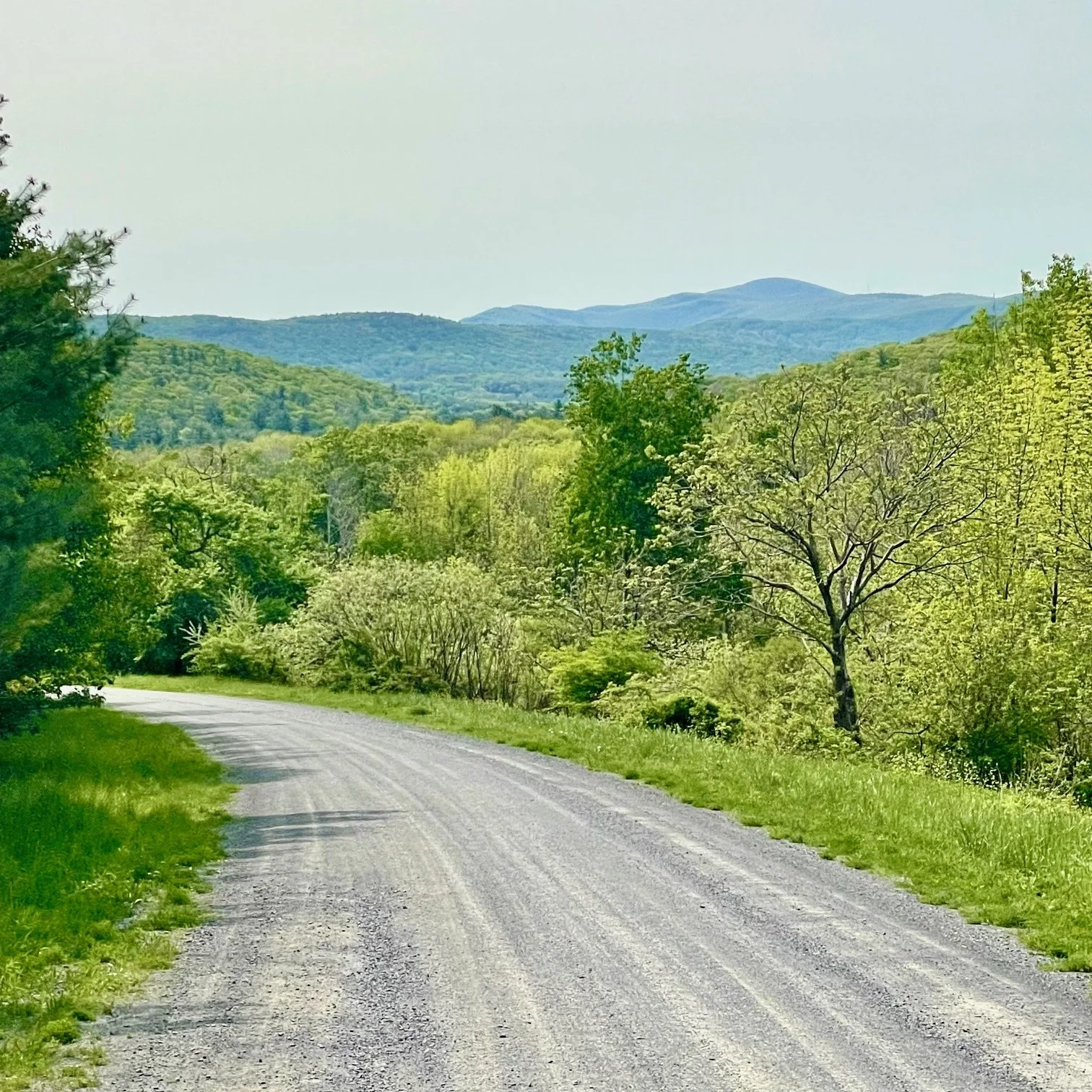 oldoak_country_road.jpeg