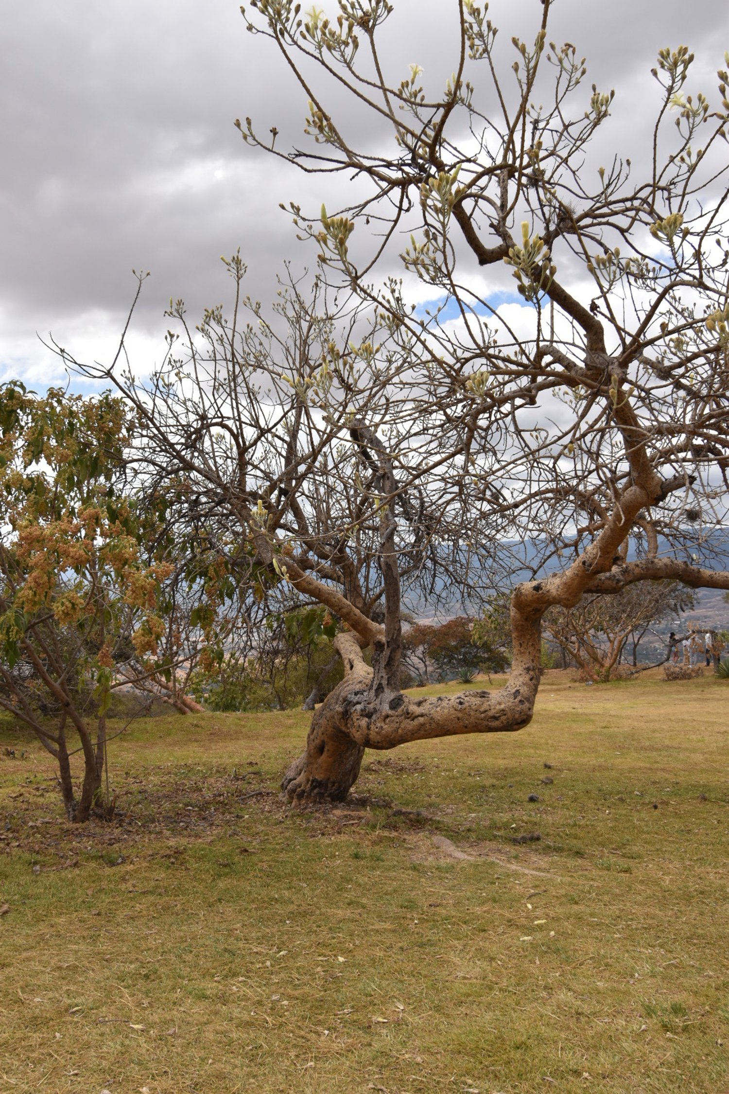 A twisted, leafless tree arching over a grassy landscape under cloudy skies.