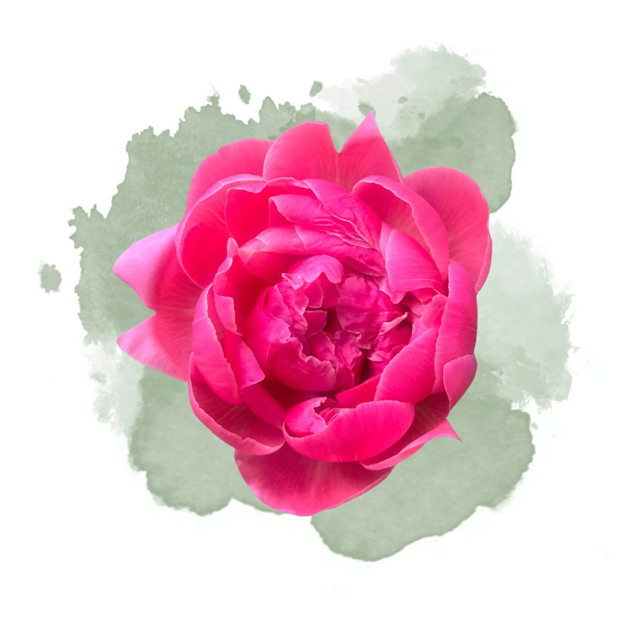Really enjoying taking my photos and adding a splash of color behind them.  #peonie #watercolor #customart #inmygarden