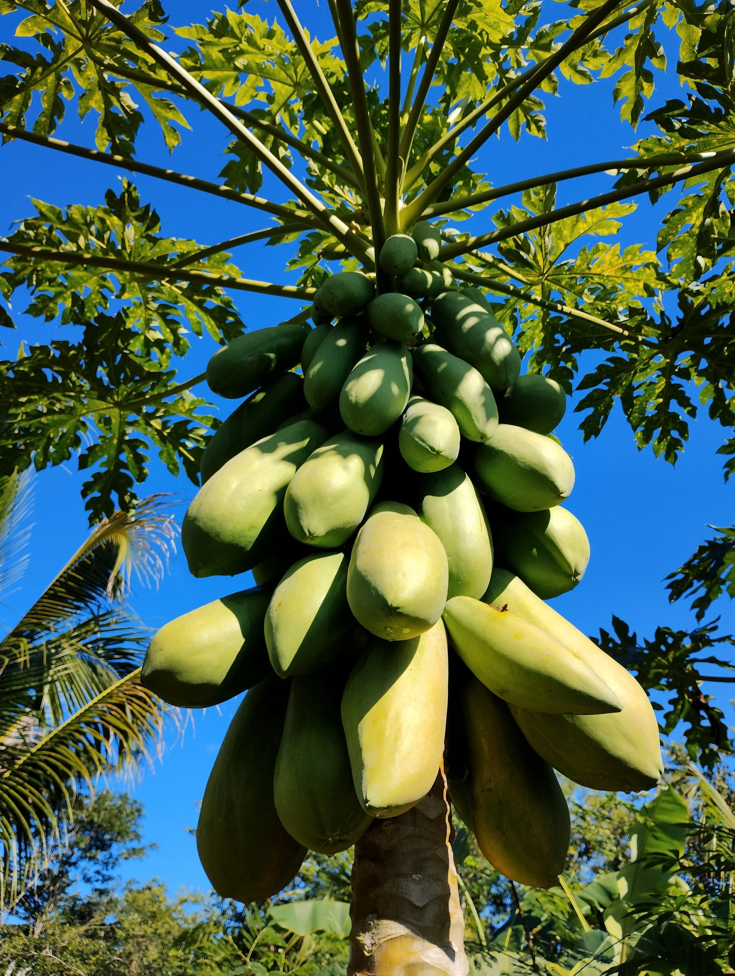 Close-up of a cluster of green bananas growing on a banana tree, with green leaves and a blue sky in the background.