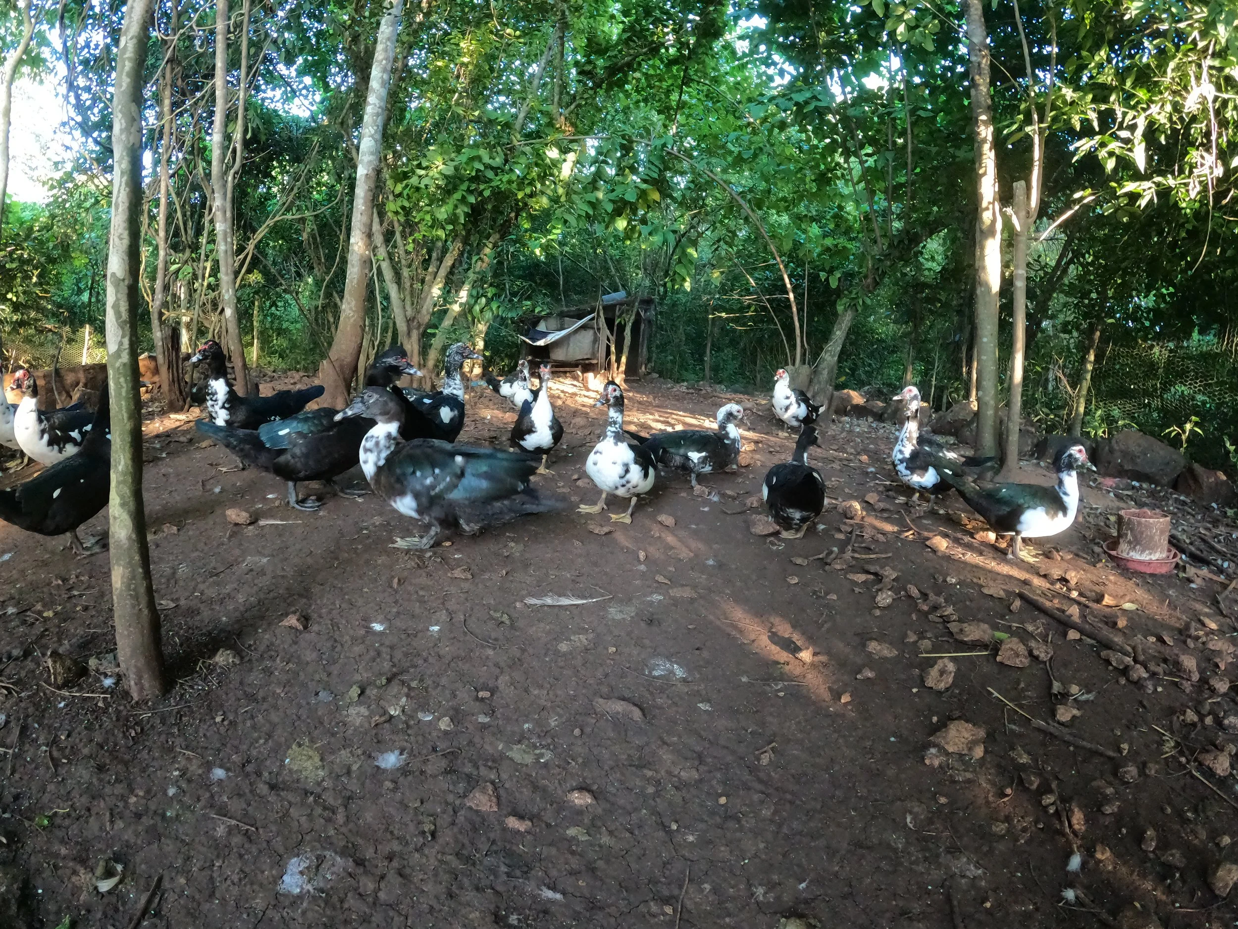 PATOS 36.JPG