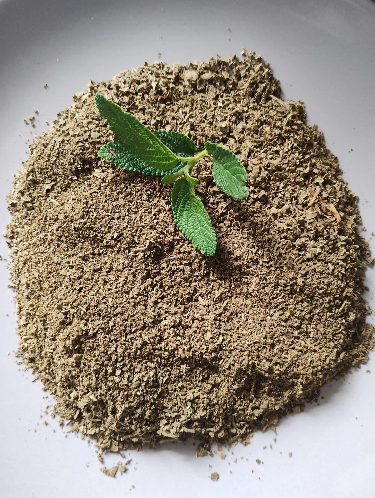 Oregano