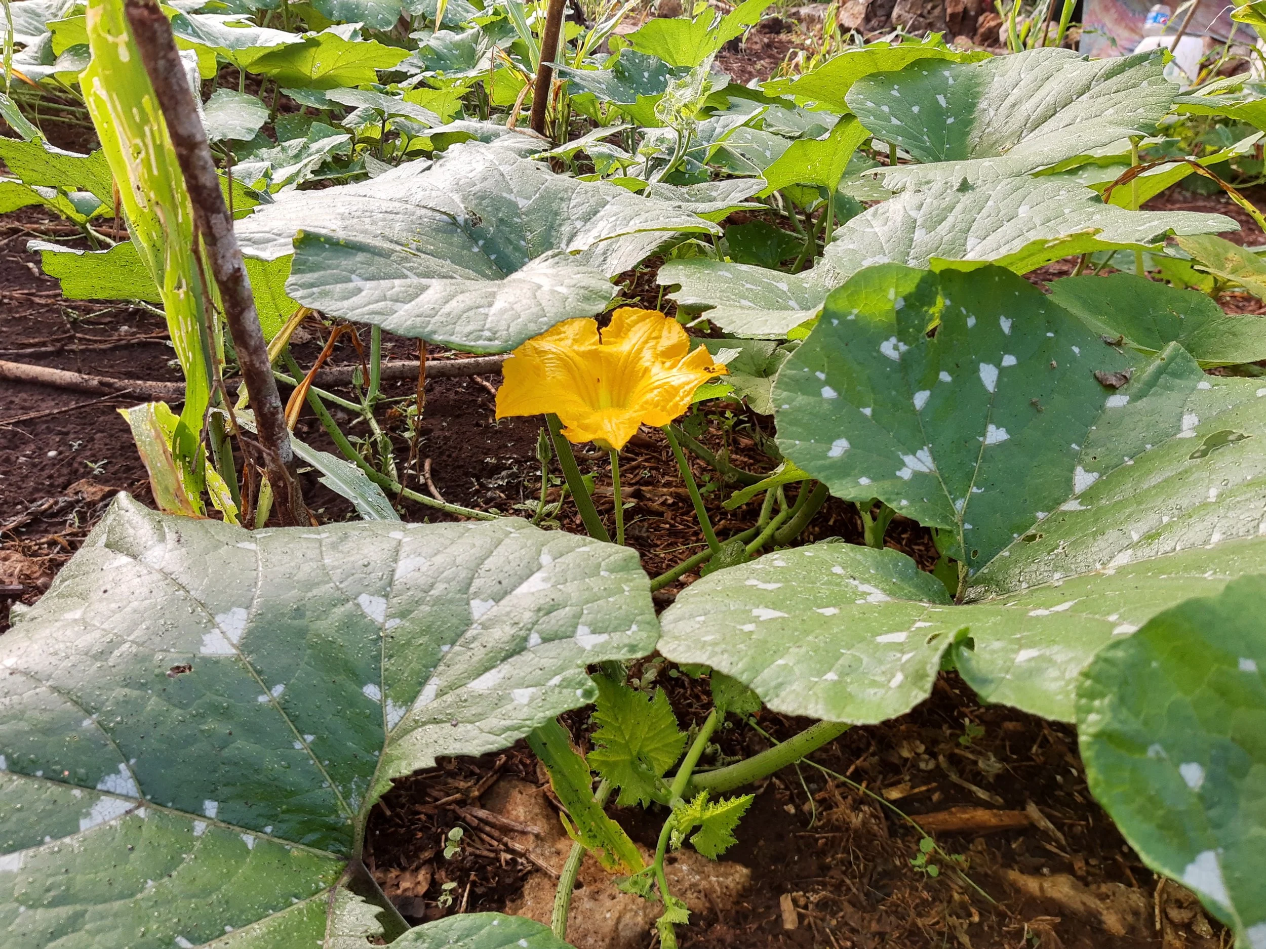 A garden with large green leafy plants and a single bright yellow flower among the foliage.