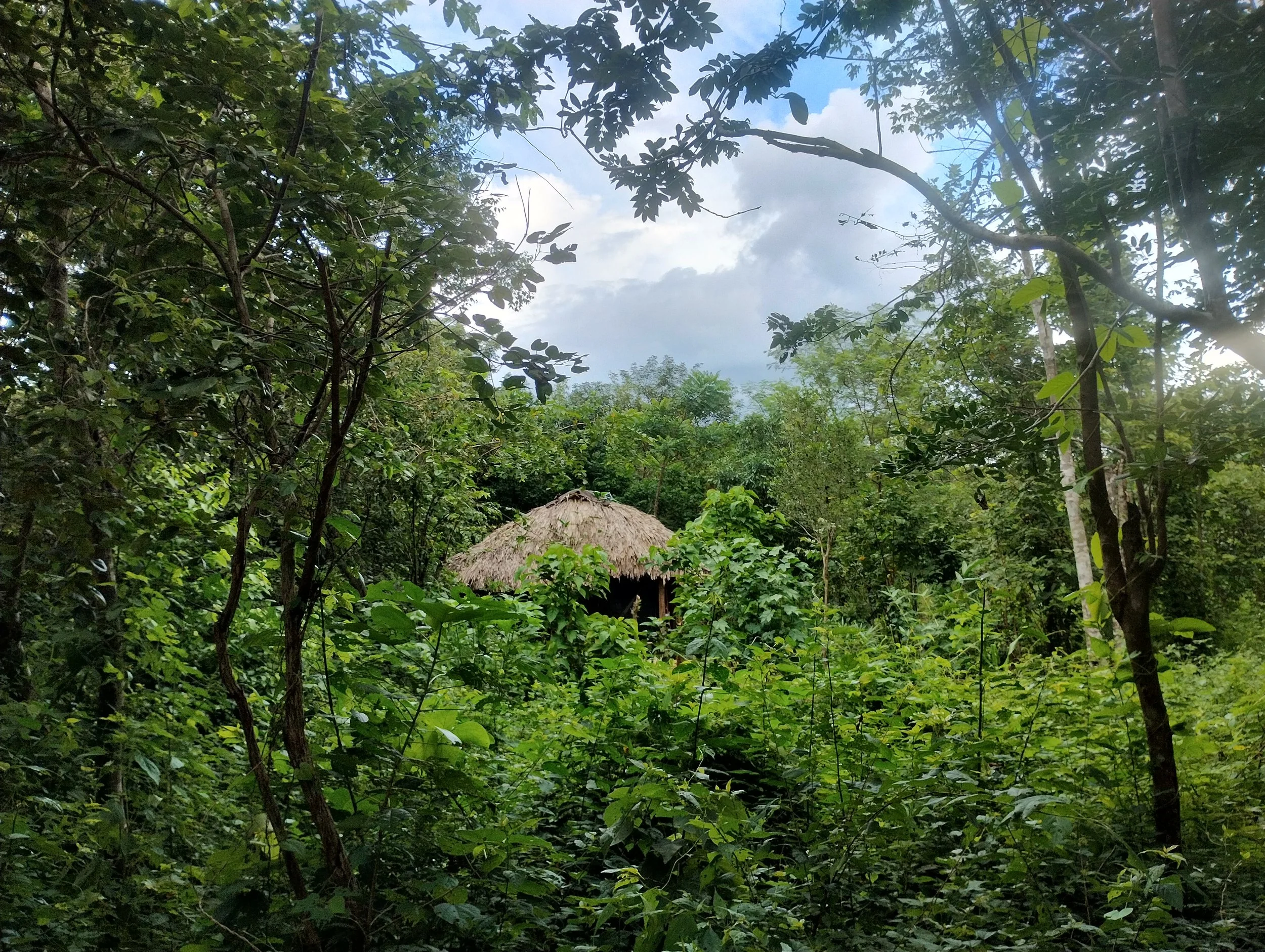 A small thatched hut in a dense green jungle, surrounded by thick foliage and trees with a cloudy sky above.