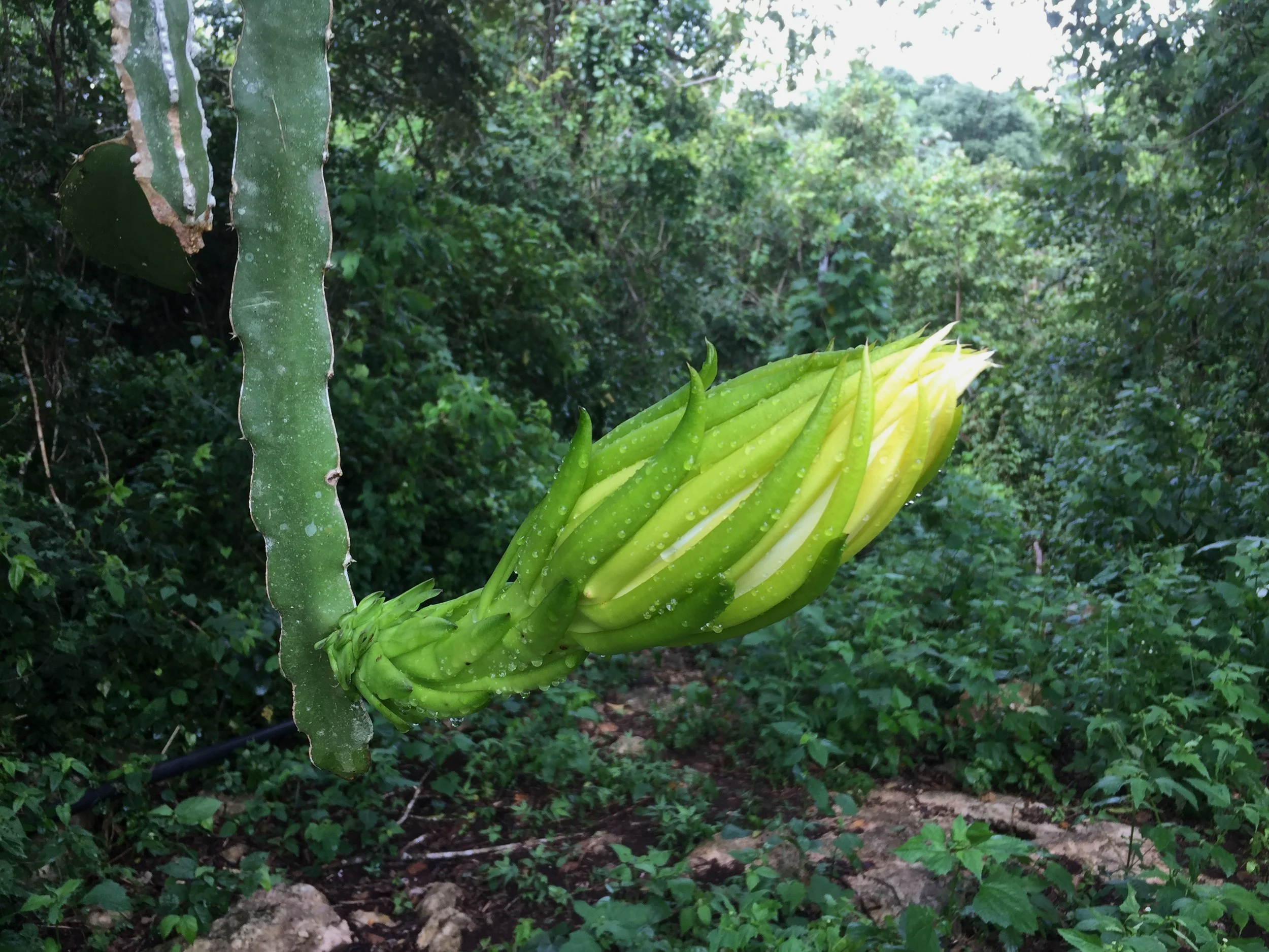 Ungrown Dragon Fruit flower with a green stem and long, pointed buds in a lush green forest.
