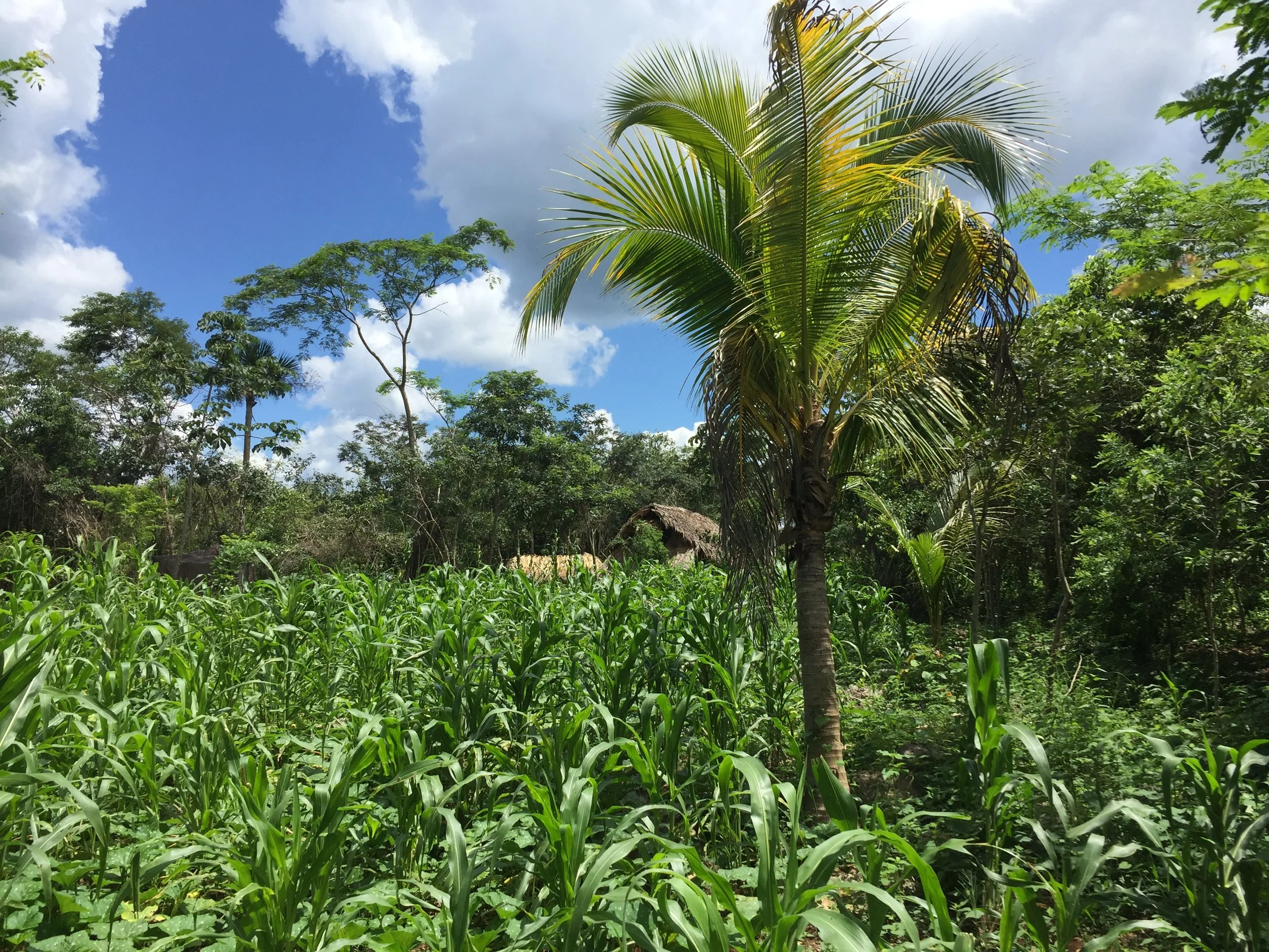 Lush green tropical farmland with tall corn plants and a palm tree, under a partly cloudy sky.