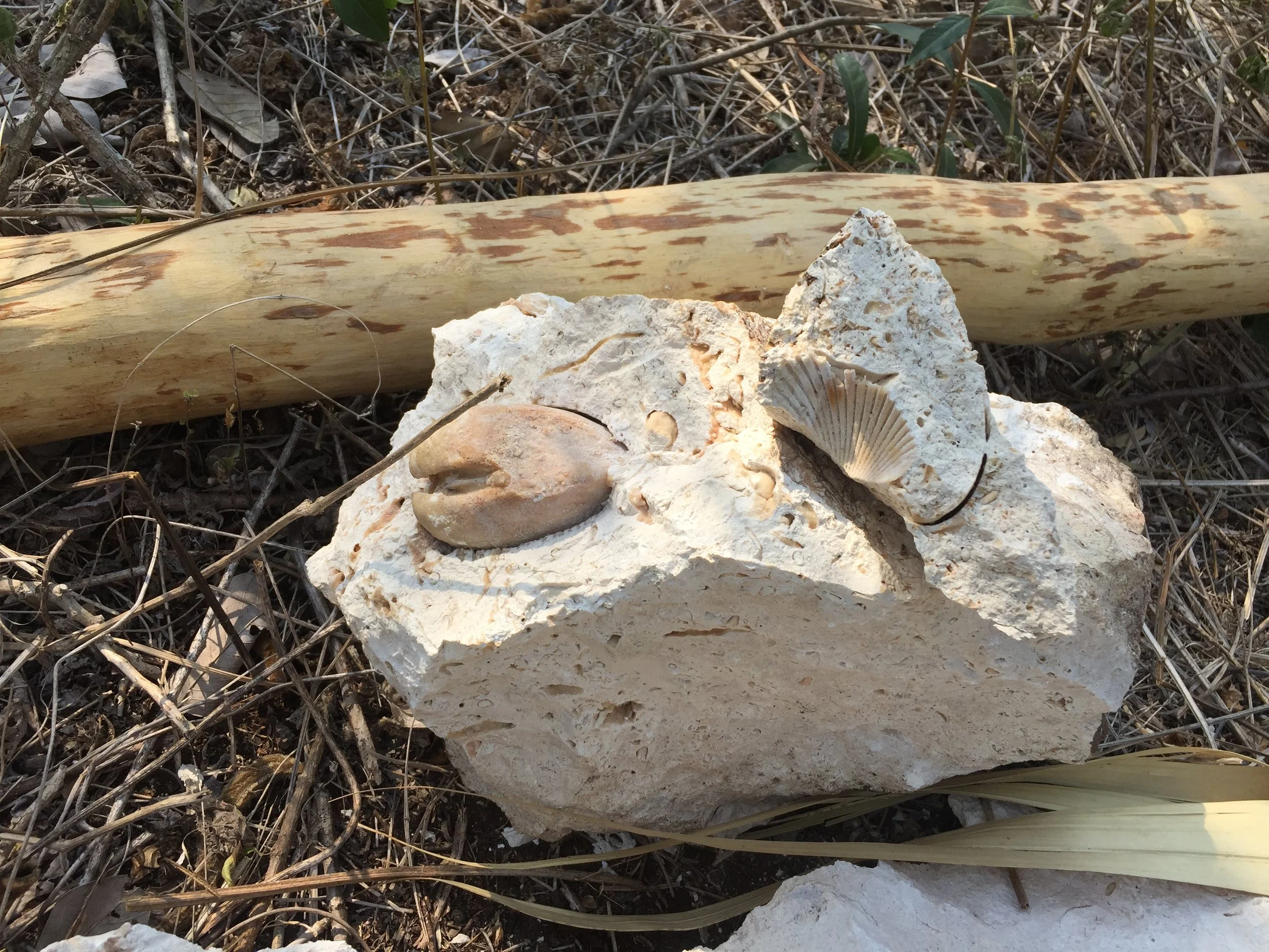 A rock with a seashell and a crab claw on top, lying on the ground among dried grass and twigs, with a bamboo stalk in the background.