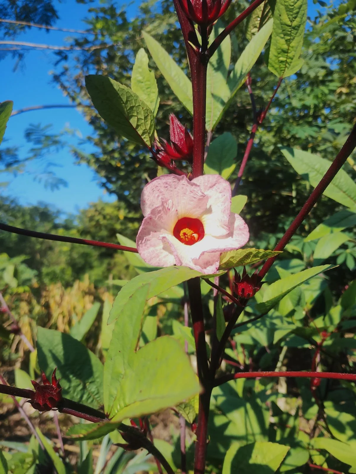 Pink and white flower with a red center on a plant with green leaves and red stems, under a clear blue sky.
