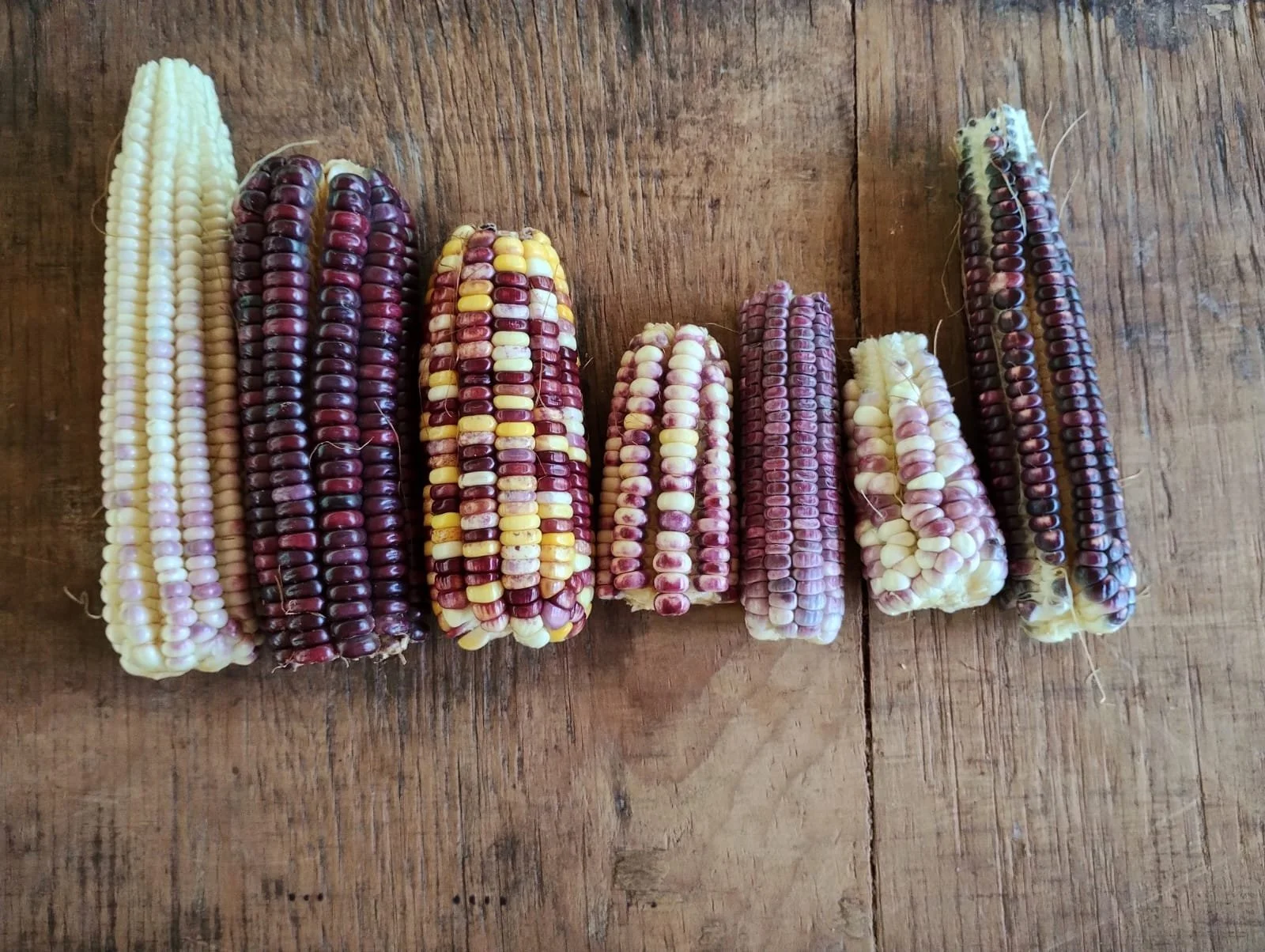 Six ears of multicolored corn lined up on a wooden surface.
