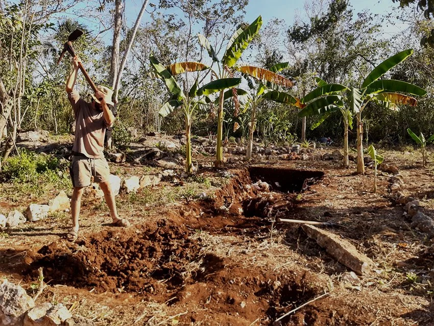 A person digging a trench with a pickaxe in a rural area with banana trees and sparse vegetation.