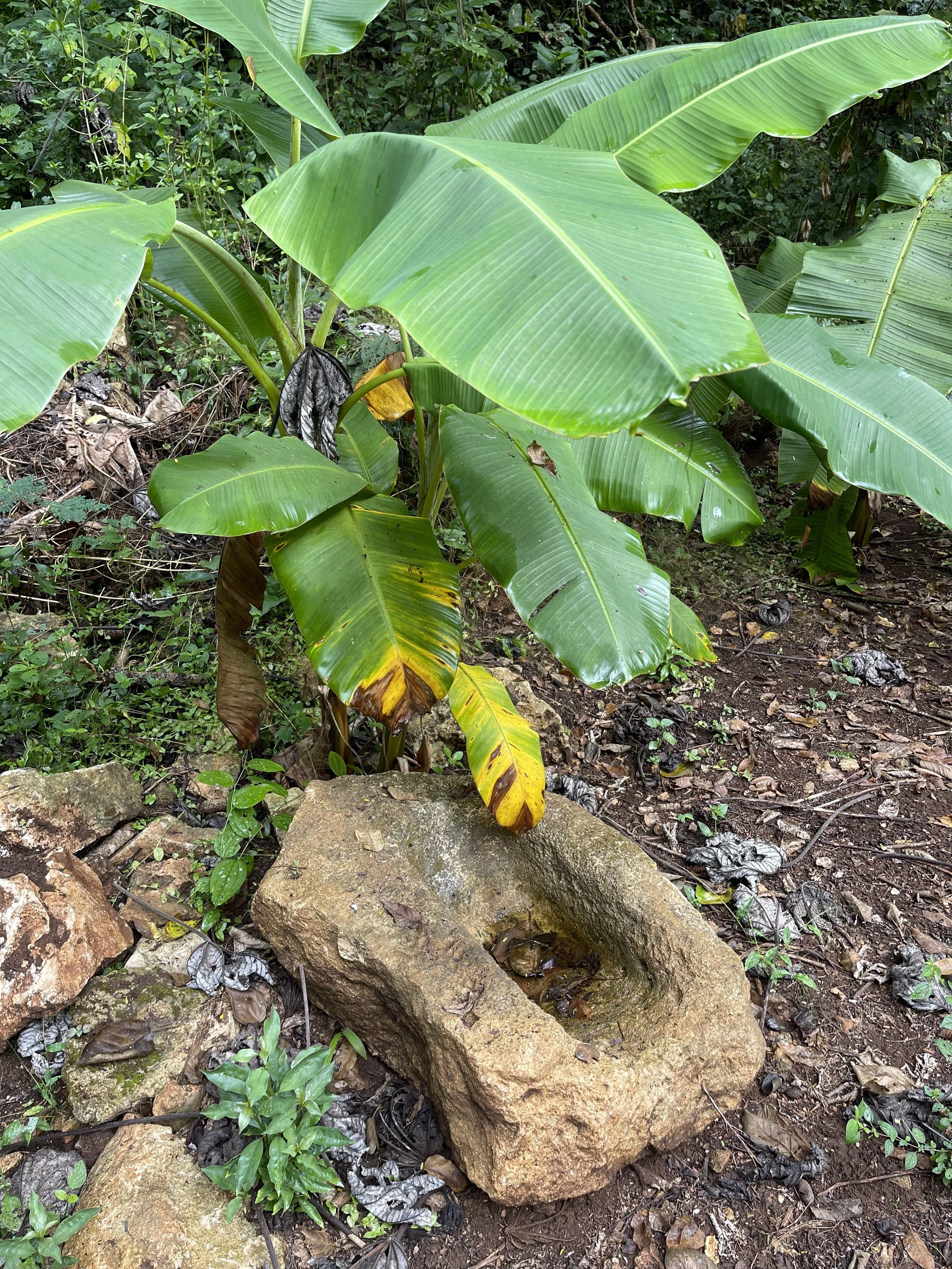 A banana plant with large green leaves, some yellowing and browning, growing next to a carved stone water basin in a forested area.