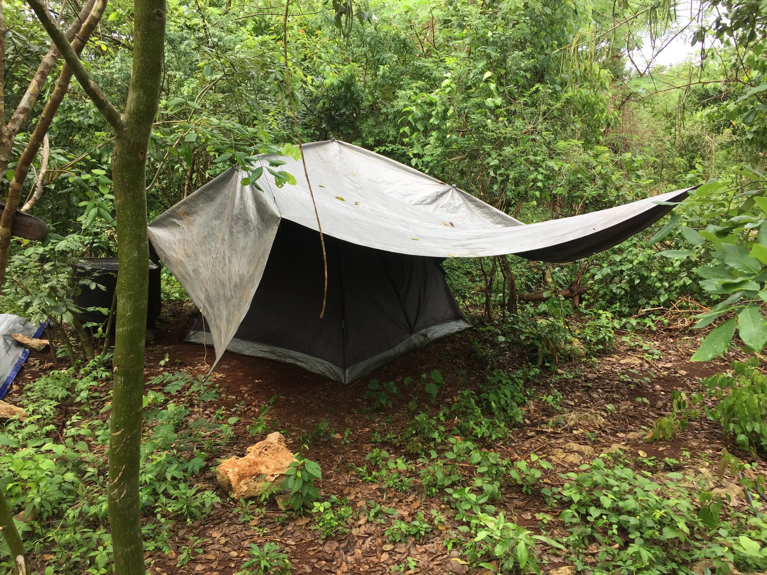 A tent with a tarp rainfly set up in a dense forest surrounded by green foliage.