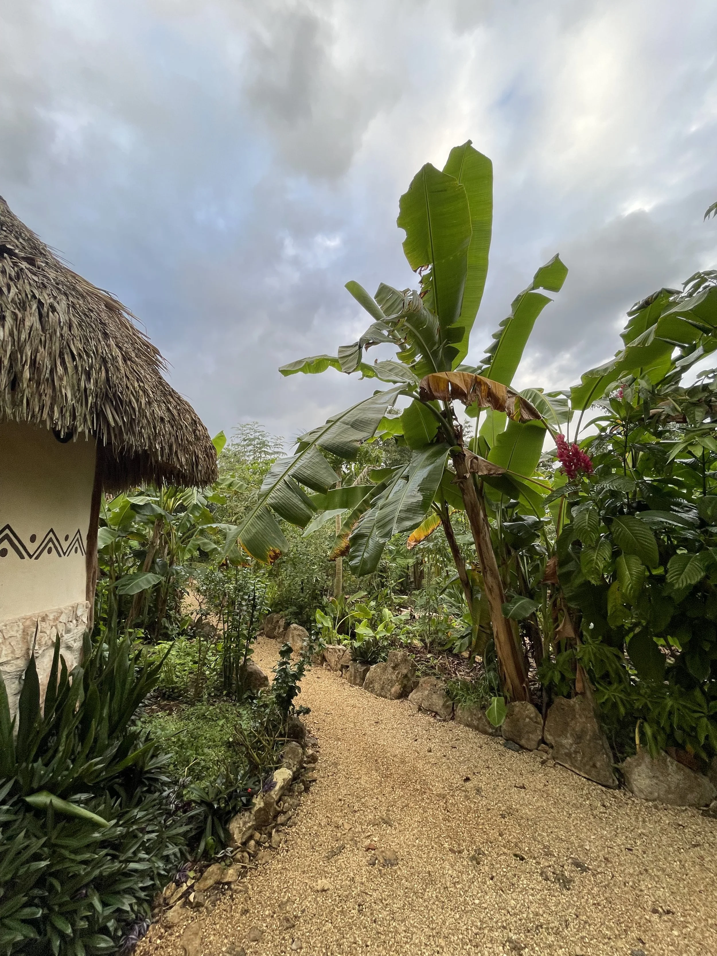A garden path surrounded by lush green tropical plants and trees, with a hut thatched with straw on the left, and overcast sky above.