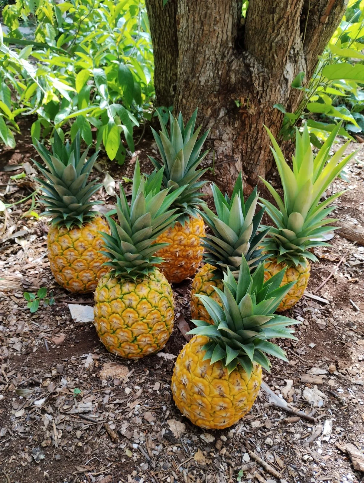 Five pineapples with green spiky leaves growing in soil near a tree trunk.