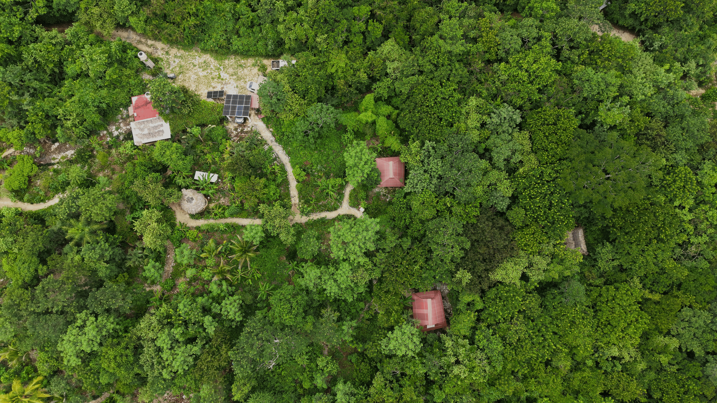 Aerial view of a lush green forest with a small pathway winding through it, leading to houses with red roofs and rooftop solar panels.